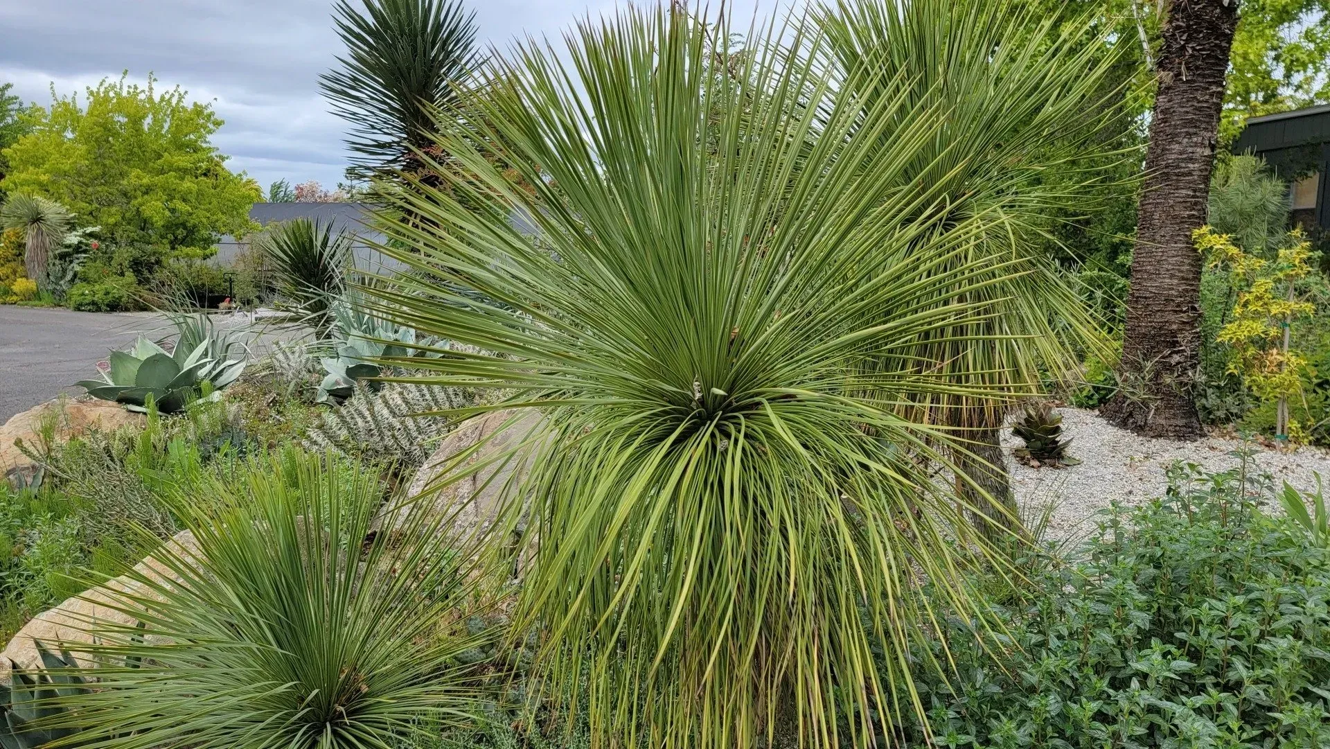 A spiky green Yucca plant dominates a garden scene with various other plants and rocks under a cloudy sky.
