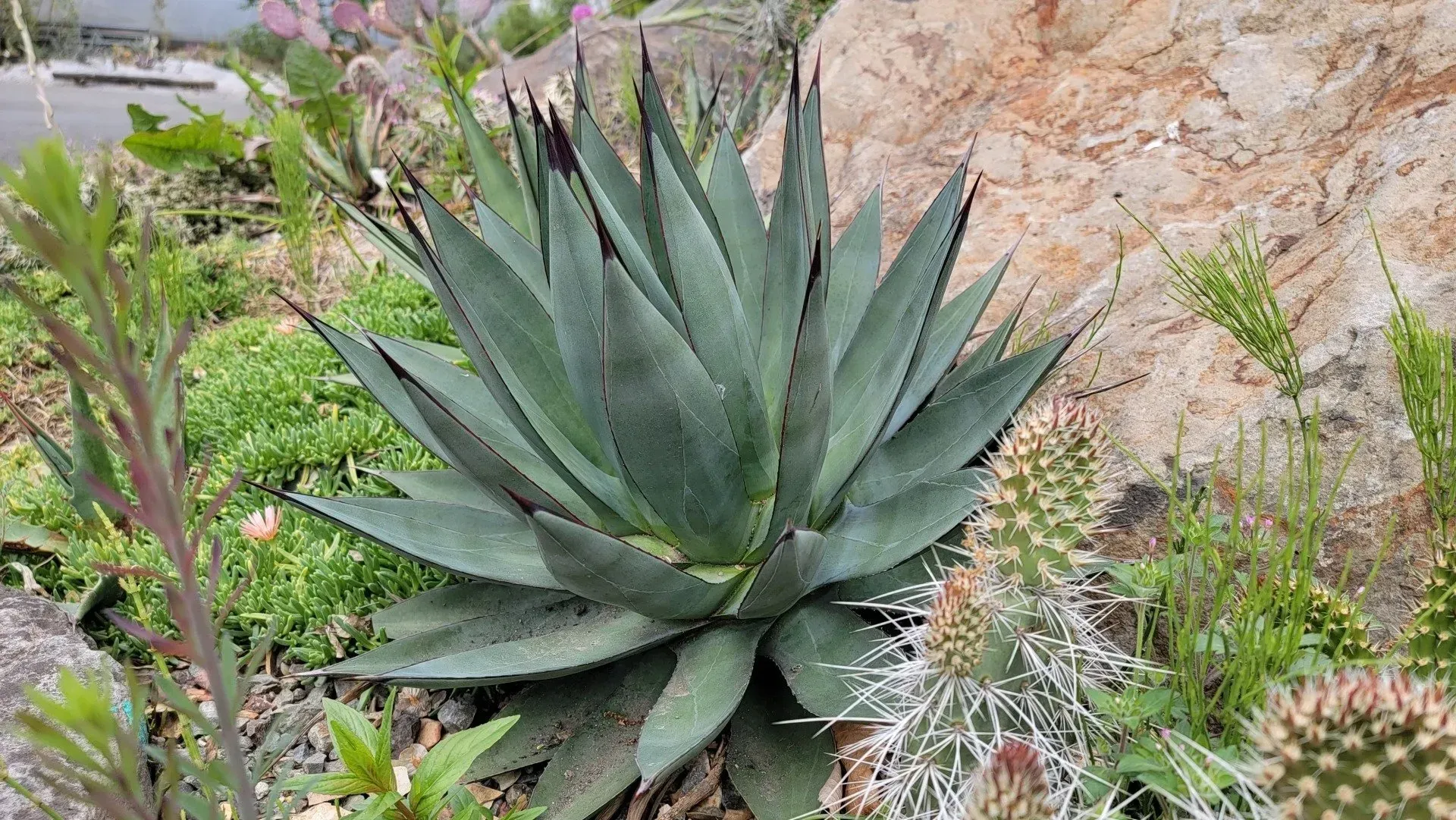 A large, bluish-green agave plant with sharp, dark tips, nestled in a garden bed with rocks and other plants.