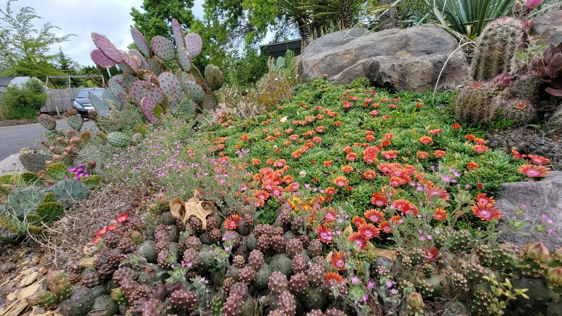 A rock garden with various succulents and cacti, featuring reddish-orange and green foliage.