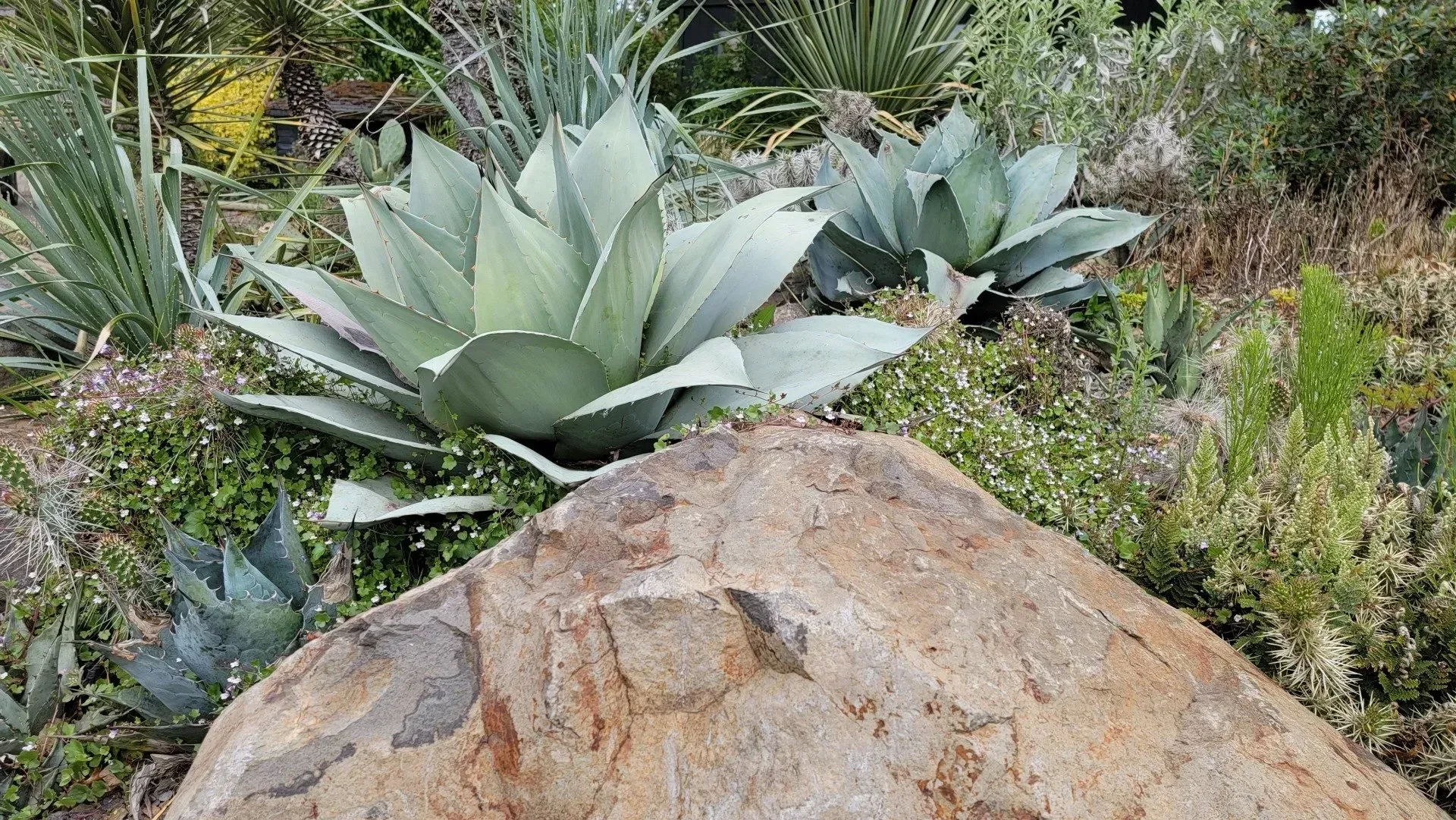 Large agave plants with blue-green leaves grow among other desert plants next to a large, textured rock.