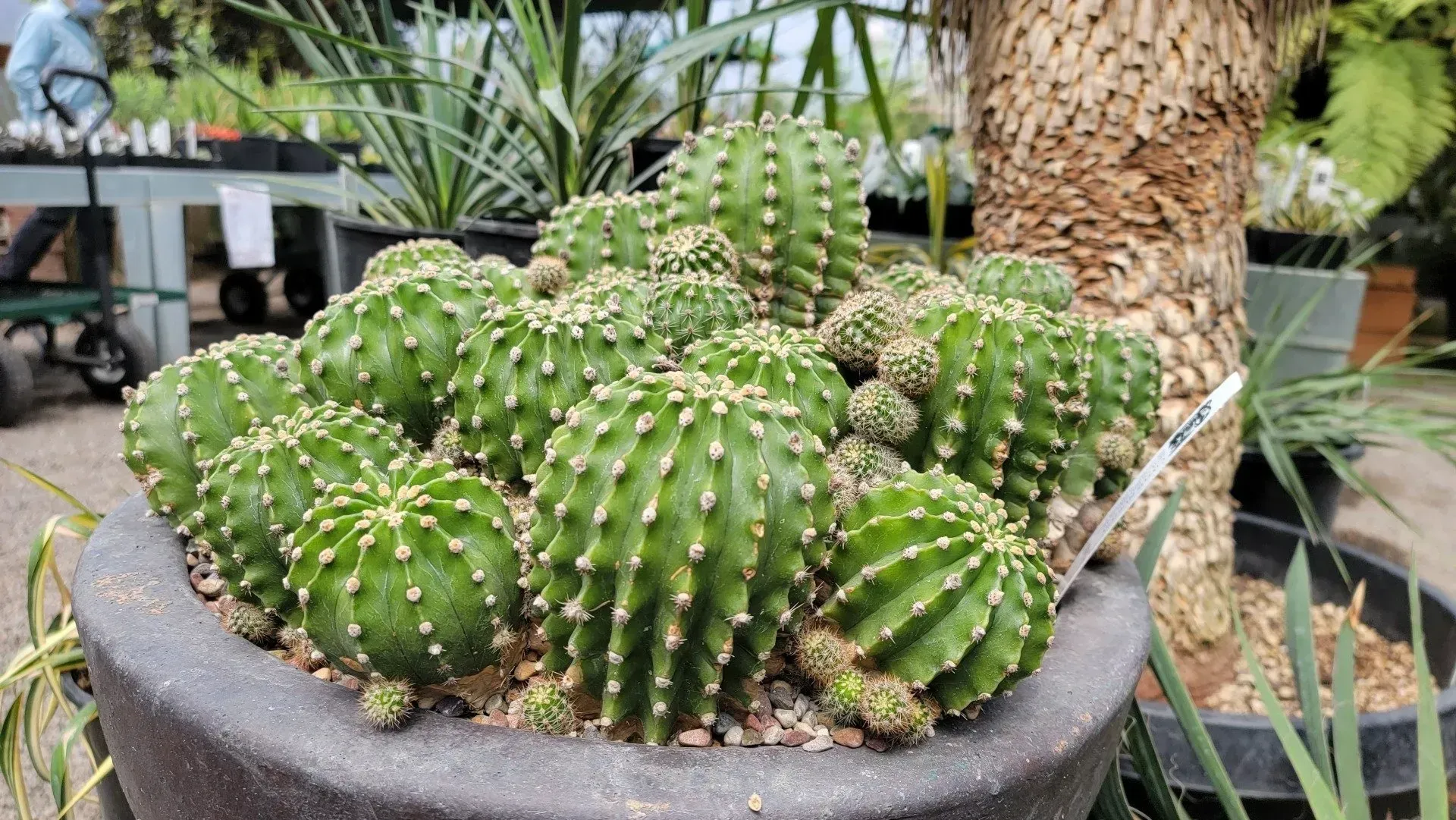 Clump of green cacti in a dark gray pot, surrounded by other plants in a garden setting.