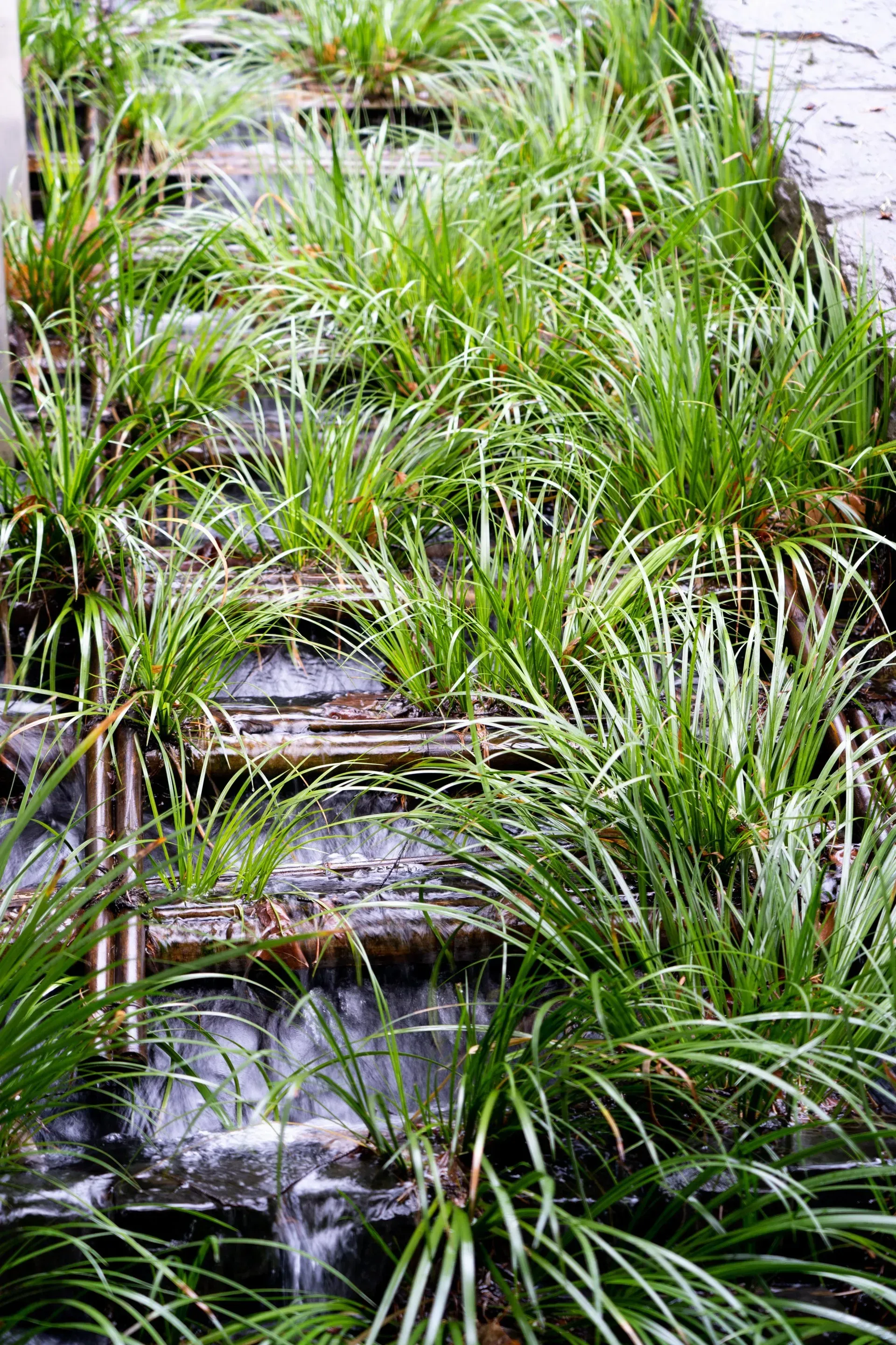 Water cascading down a terraced structure with green grass and plants.