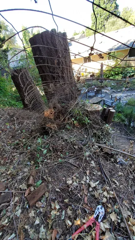 A tree trunk wrapped in wire mesh lies felled, surrounded by debris and branches; red pruning shears sit in the foreground.