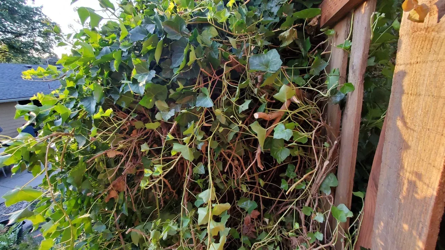 Green ivy and brown branches growing on wooden planks, set outdoors in daylight.