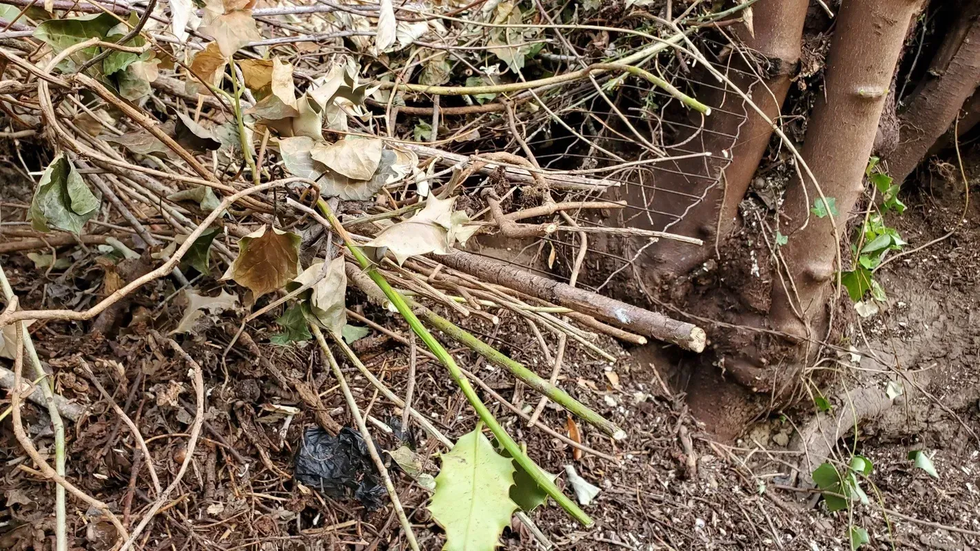 Brown and green twigs and leaves piled at the base of a tree trunk, on the ground.