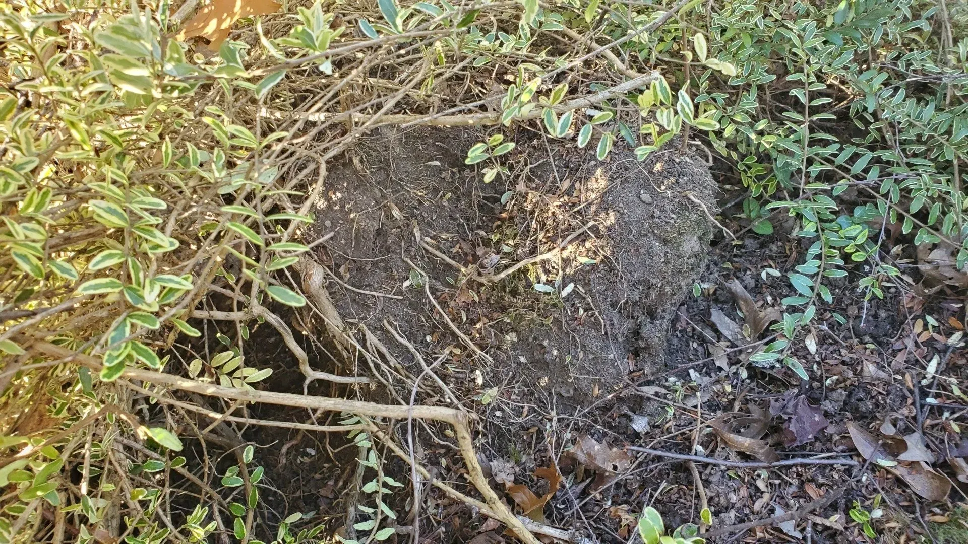 A mound of dirt and debris nestled amongst green and variegated bushes, possibly an animal burrow.