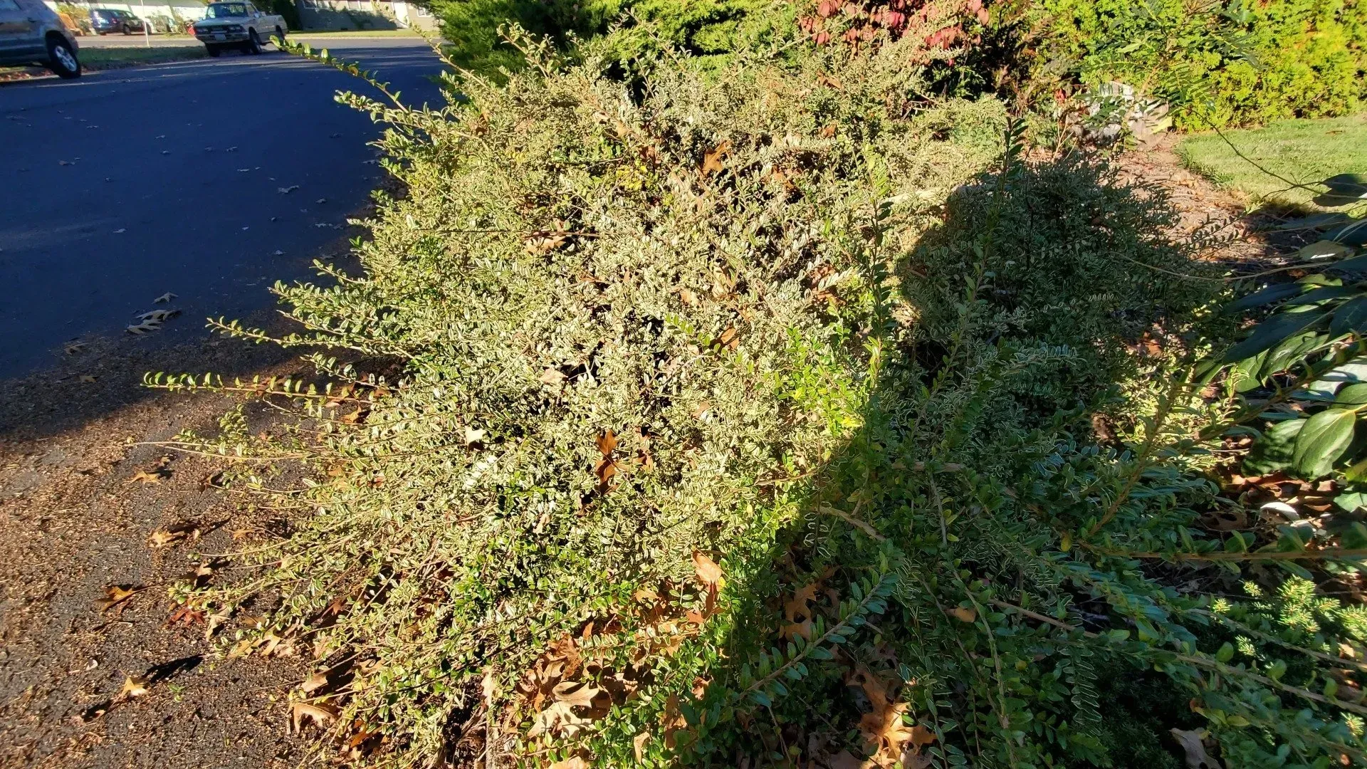 A low, sprawling green shrub borders a paved street. Shadows cast by the sun fall across the bush and road.