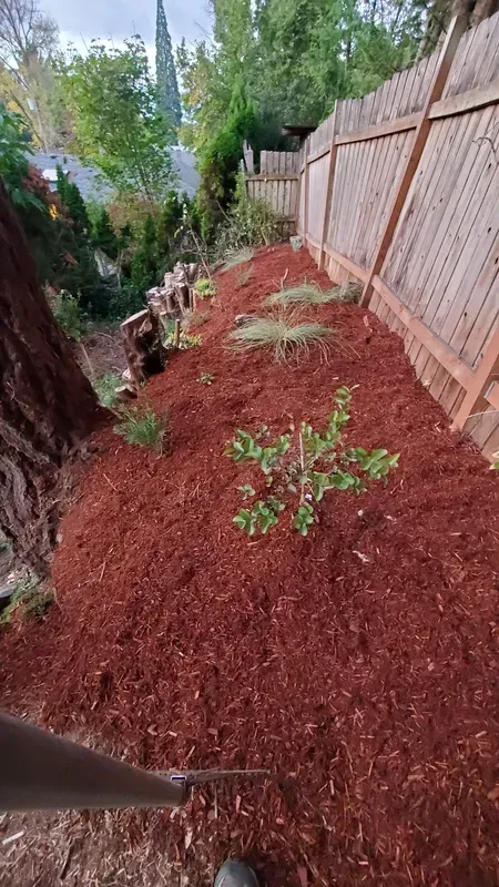 A sloped yard covered in red mulch with newly planted shrubs and a wooden fence. A large tree trunk is on the left.