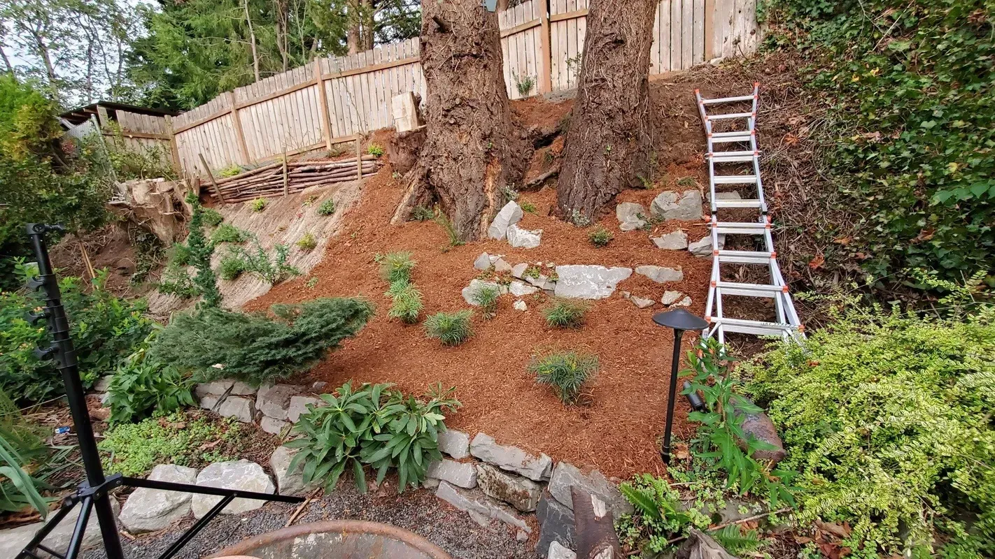 A garden bed on a slope, mulched with brown wood chips, features a small bush and rock wall; a ladder leans against a tree.