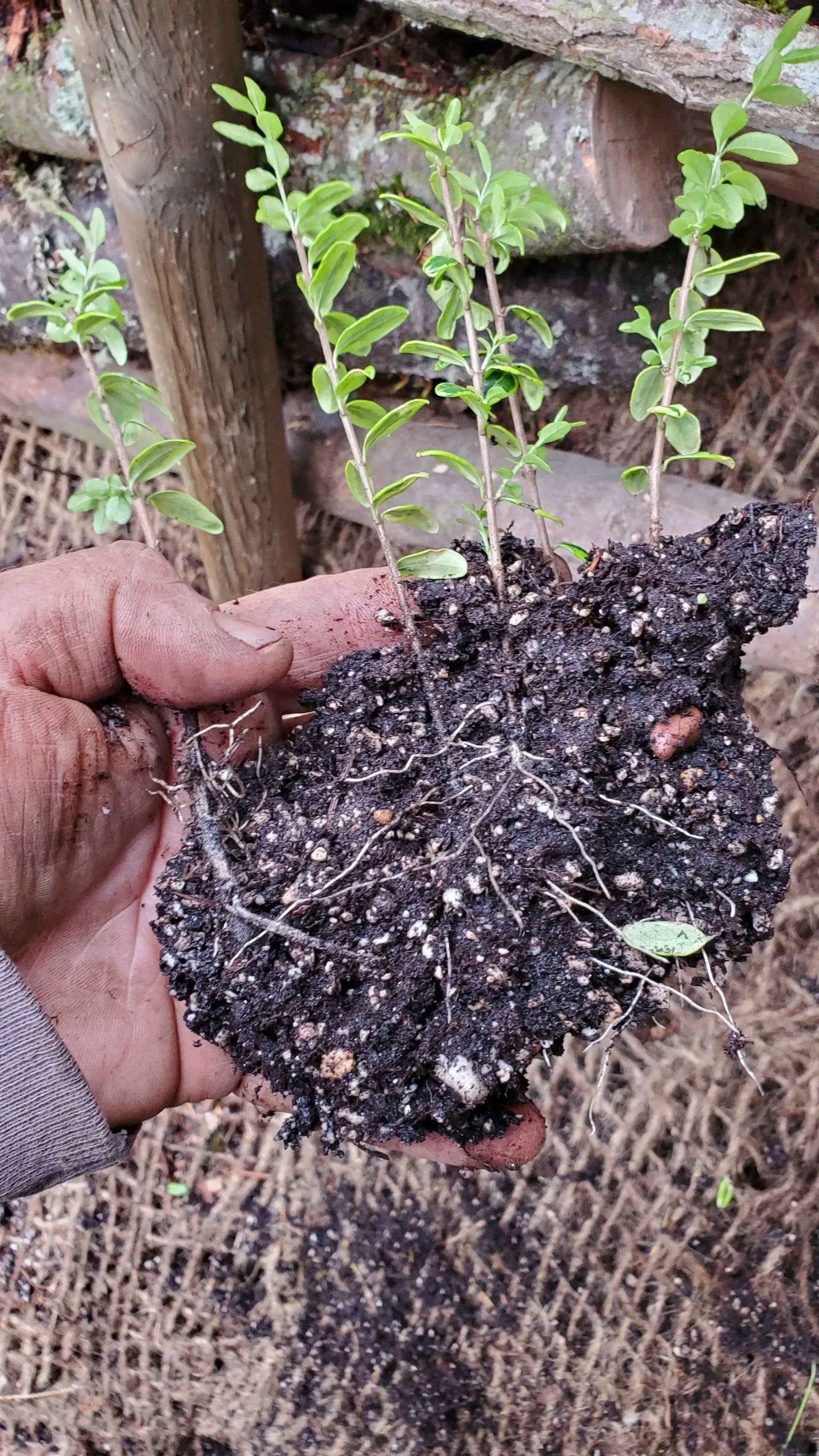 A person holding a small plant with exposed roots and soil; the plant has several small green leaves.