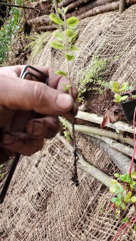 A hand holding a small plant with roots, against a background of soil, mesh, and logs, likely for replanting.
