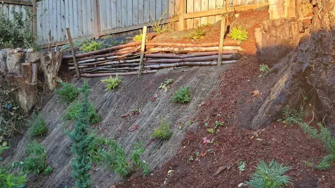 A hillside with a wooden fence at the top and newly planted greenery. Brown soil is visible.
