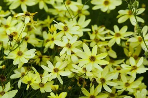Field of pale yellow flowers with brown centers.