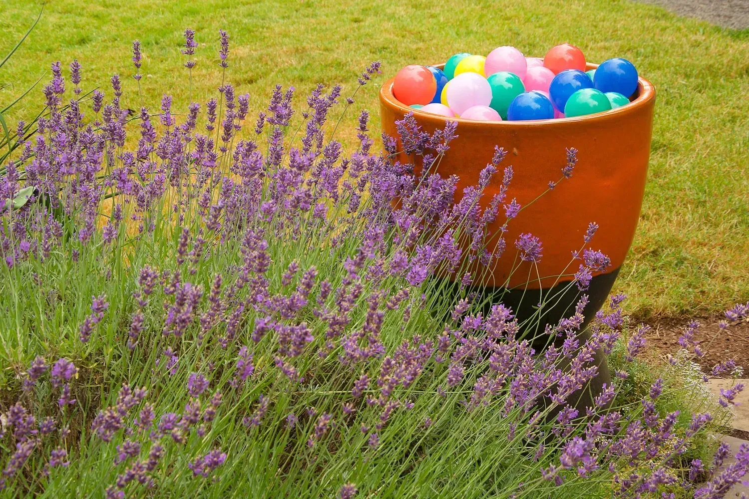 Lavender bushes frame a large orange pot filled with colorful plastic balls on a grassy lawn.