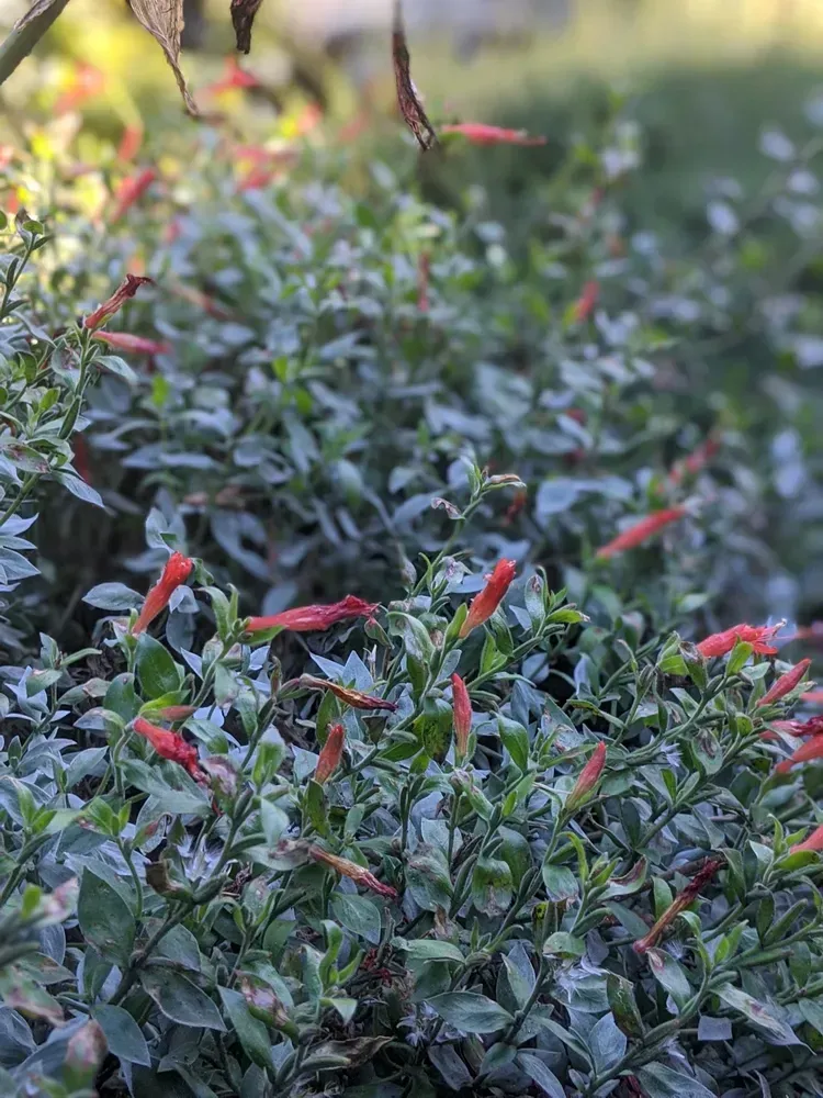 Green bush with small red, tubular flowers.
