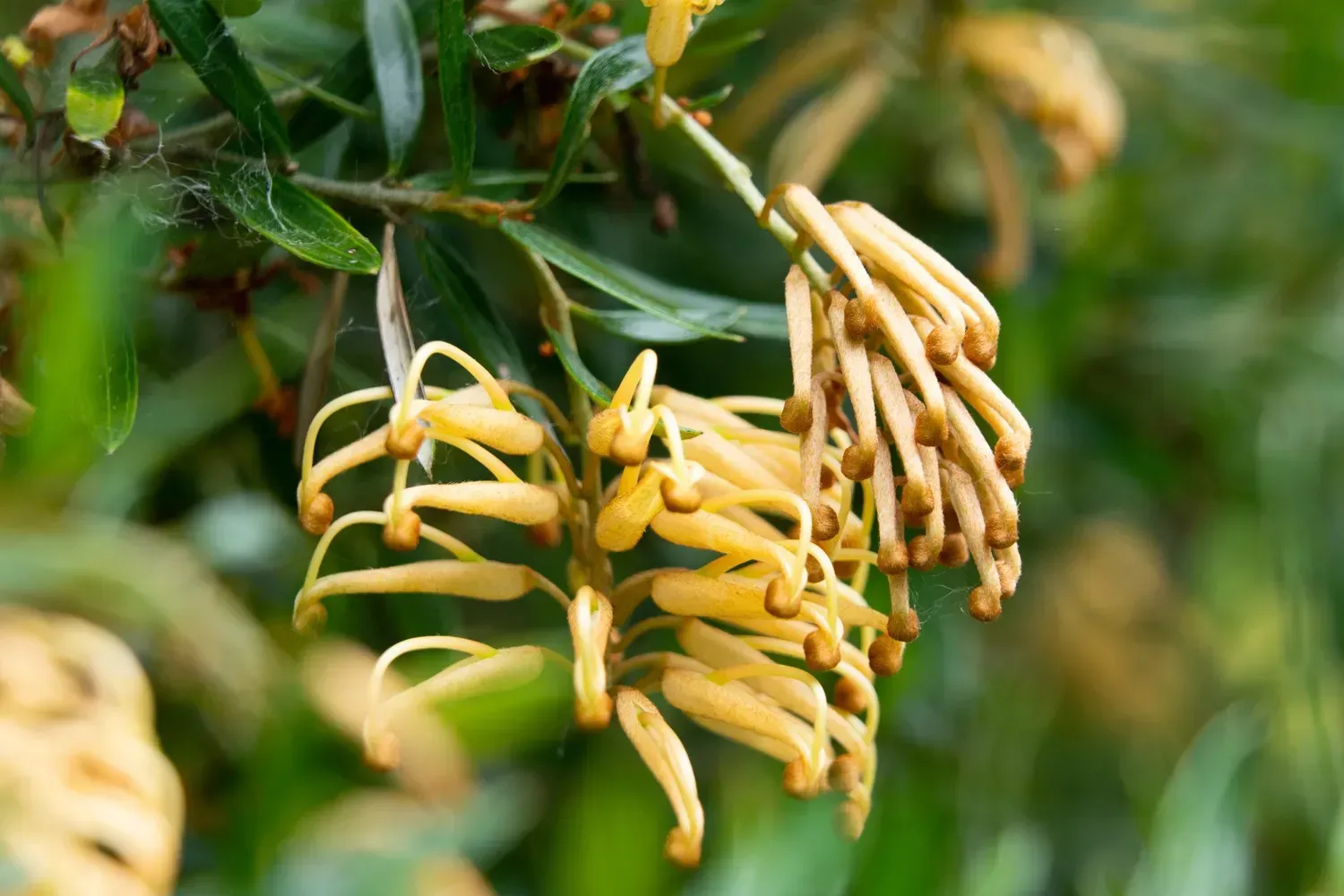 Yellow Grevillea flowers with long, curved filaments hanging from a green branch.
