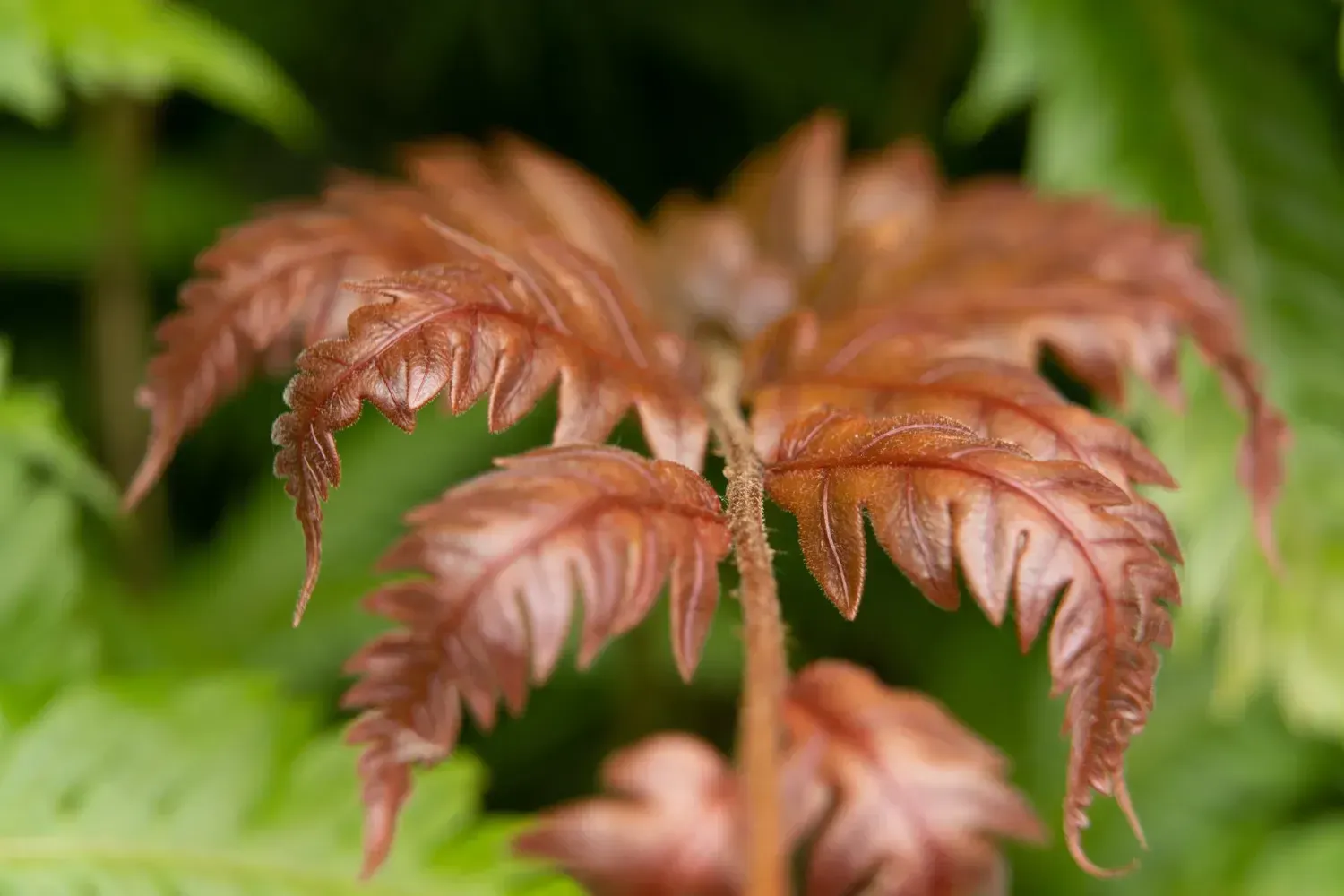 New, reddish-brown fern frond emerging from its stem against a blurred background of green foliage.