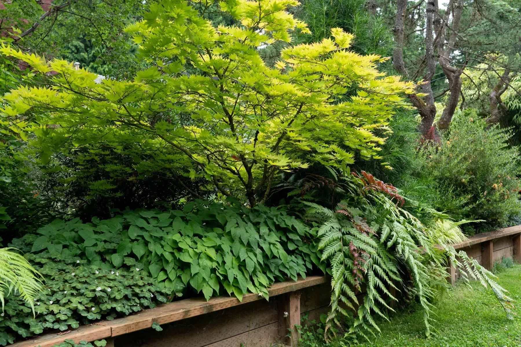 A garden scene with a Japanese maple tree featuring yellow-green leaves, along with various green plants.