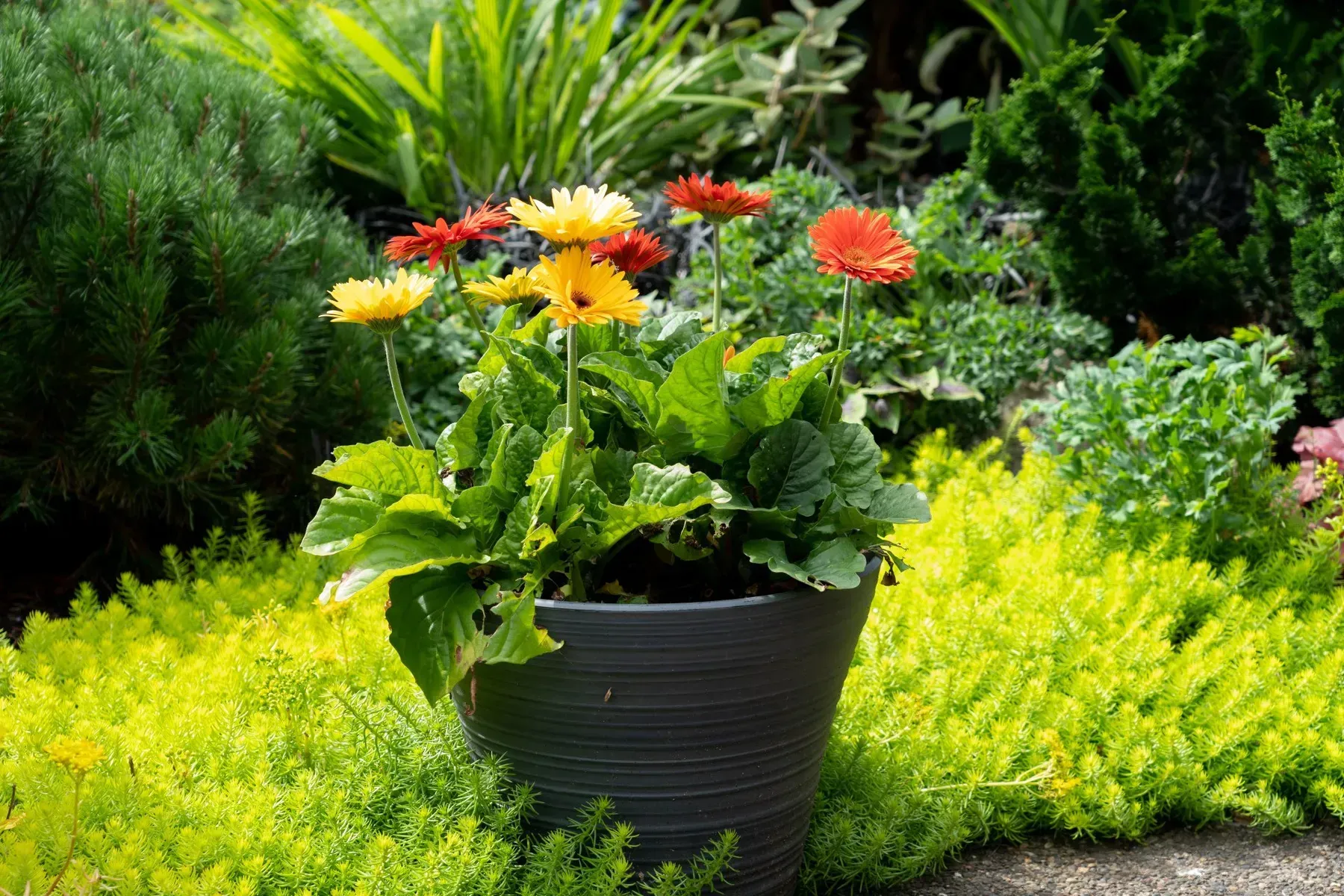 A potted plant with yellow, orange, and red gerbera daisies sits among a bed of green and yellow ground cover in a garden.