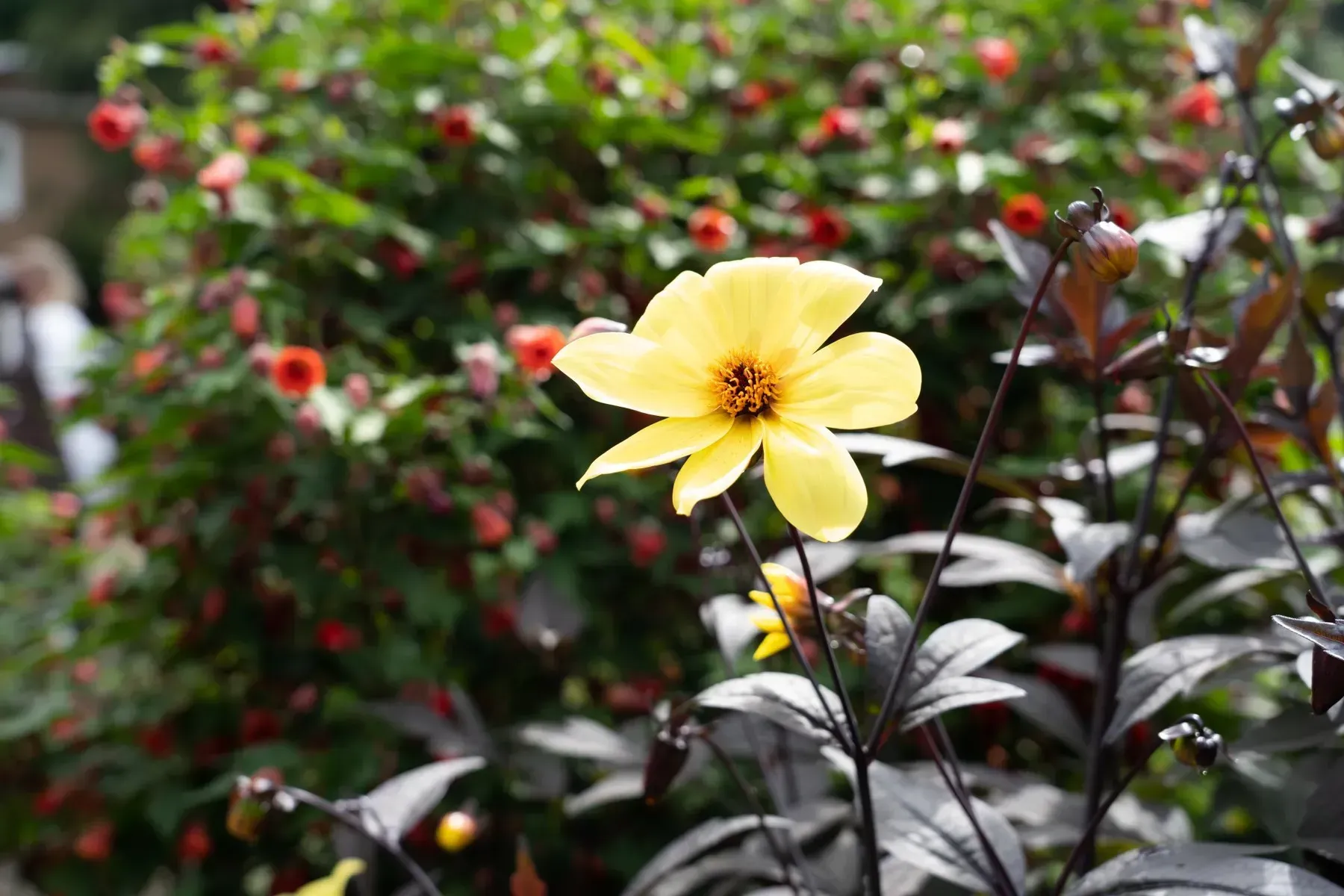 Yellow flower with dark center in front of red flowers and green foliage.