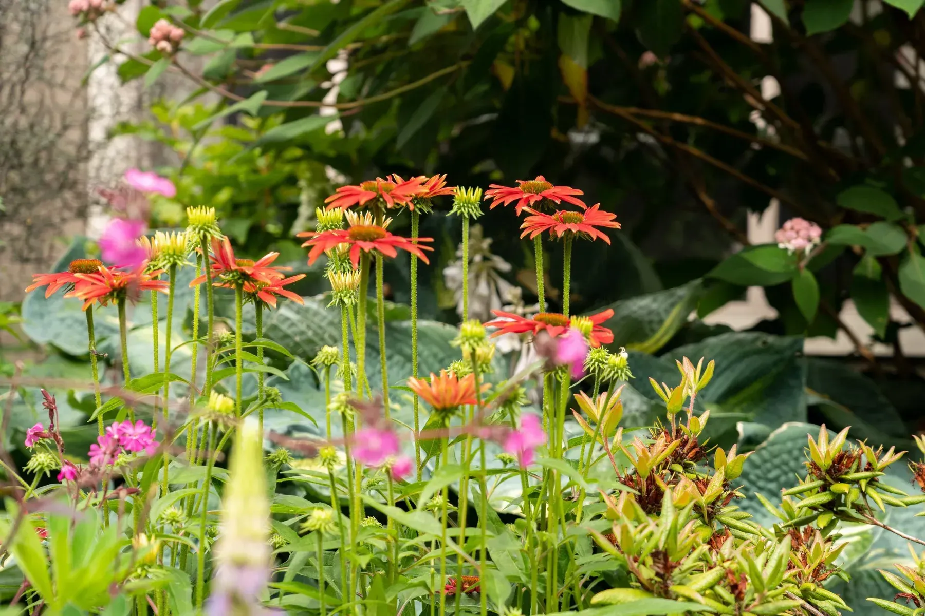 Colorful garden with orange and pink flowers in sunlight. Green foliage and background.