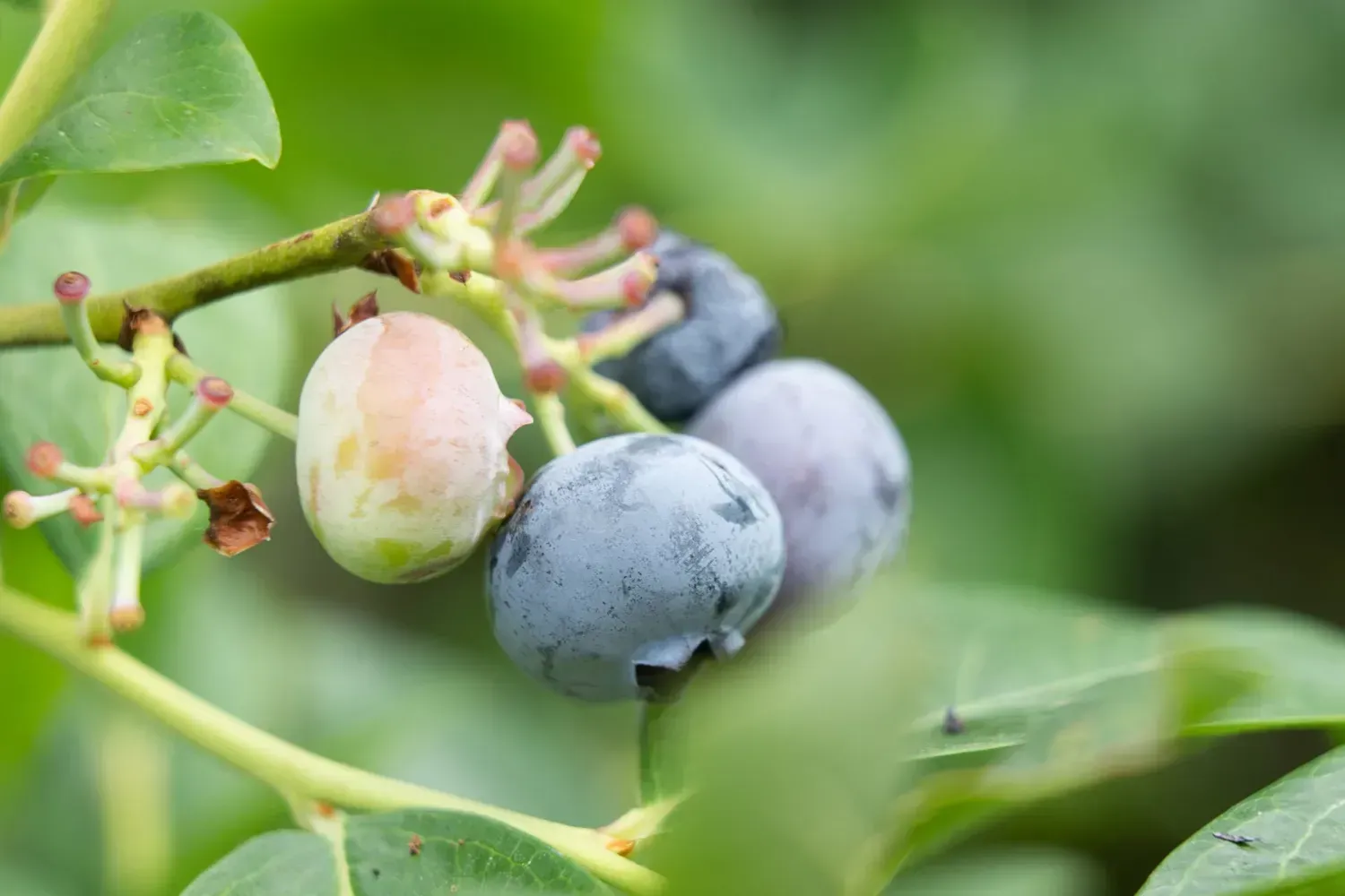 Close-up of blueberries on a branch, varying in ripeness from pale pink to dark blue, surrounded by green leaves.