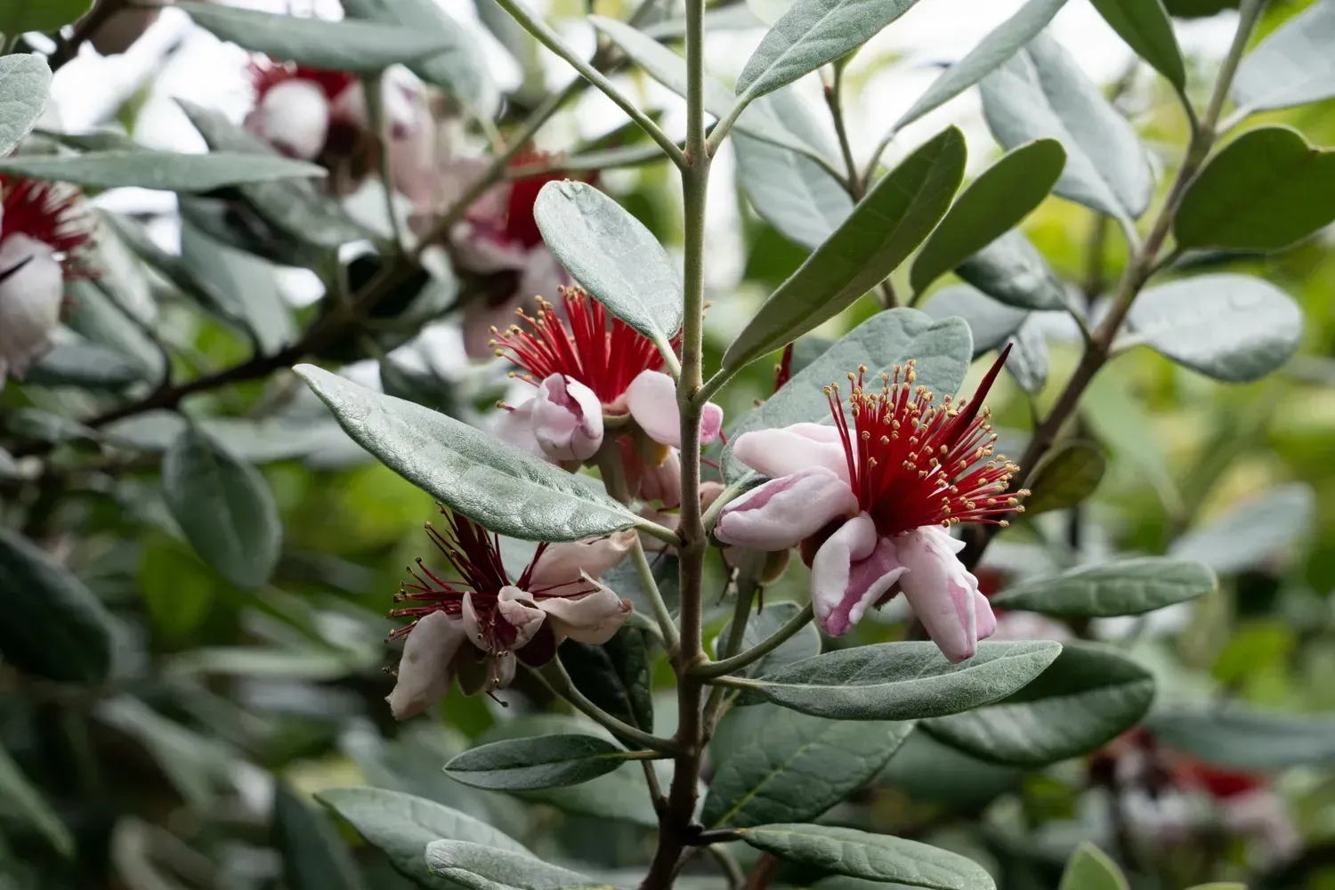 Close-up of a feijoa plant with pale pink flowers, red stamens, and silvery-green leaves.