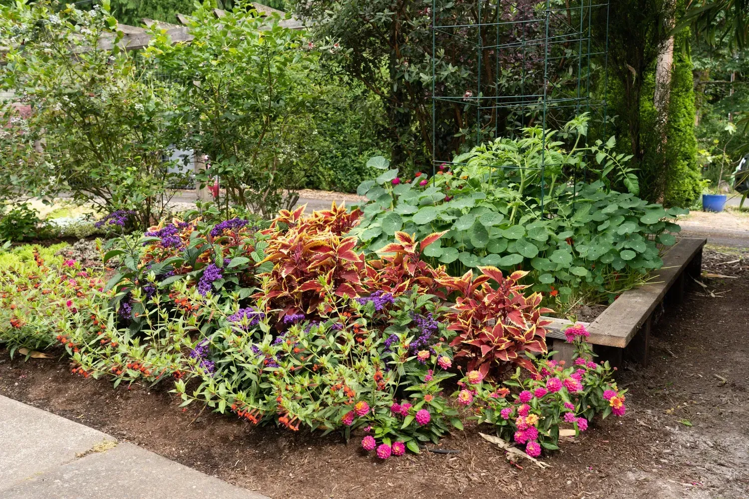 A vibrant garden bed with colorful flowers, coleus, and leafy plants, framed by a wooden border.