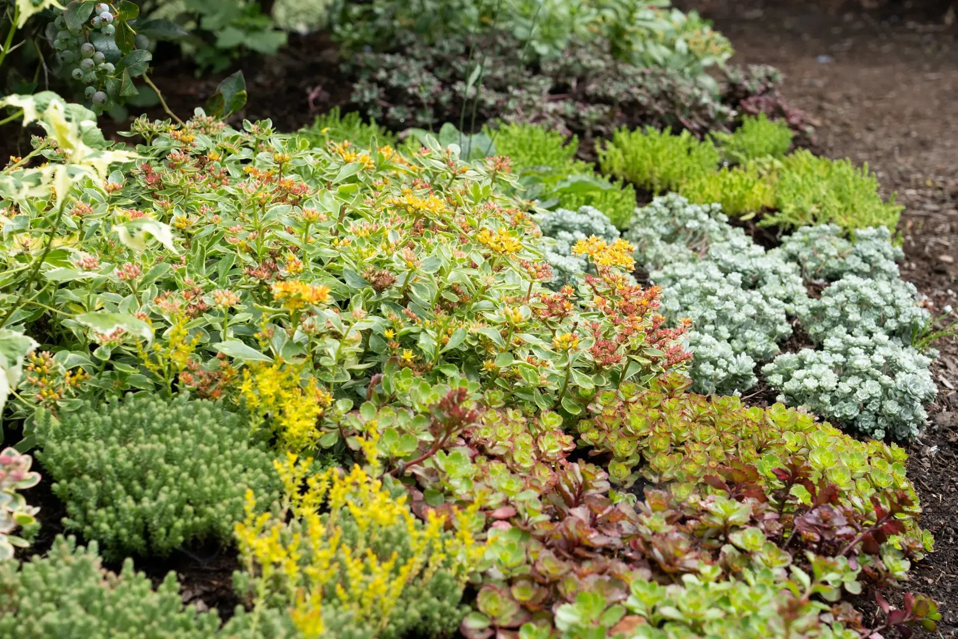 A vibrant garden bed featuring a variety of groundcover plants in shades of green, yellow, red, and silver.
