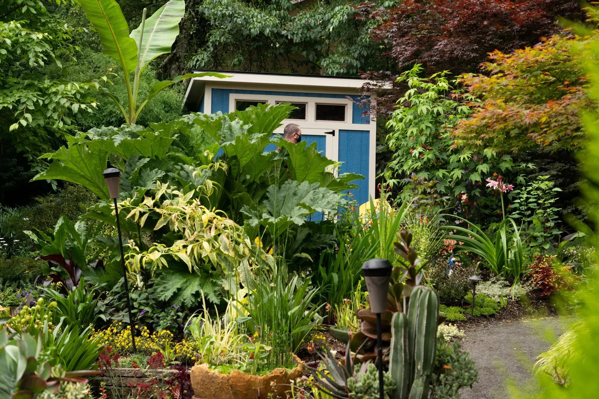 Blue shed nestled in lush, diverse garden with various plants, including ferns and succulents. Pathway leads into the garden.