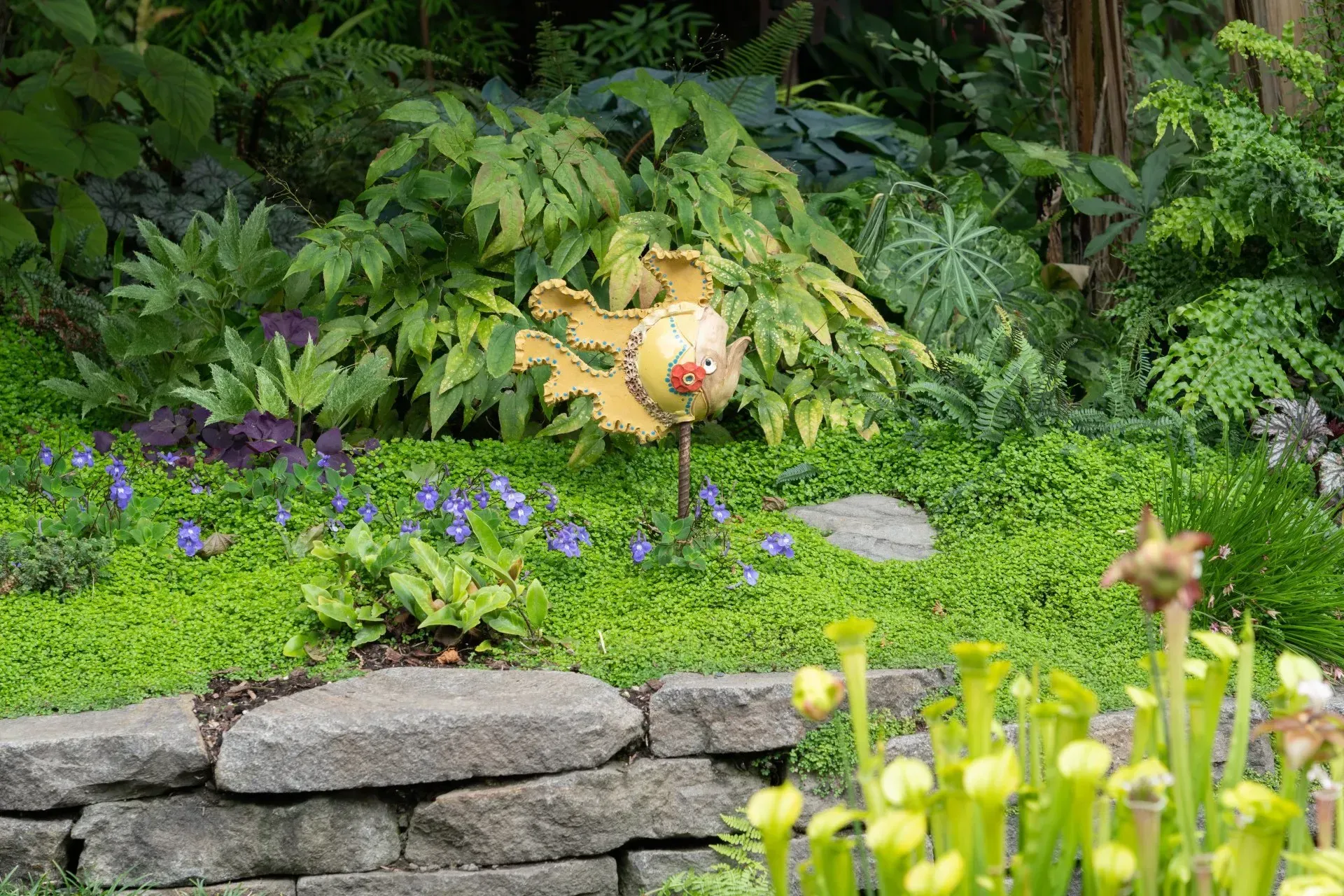A garden scene with a stone wall, lush green ground cover.