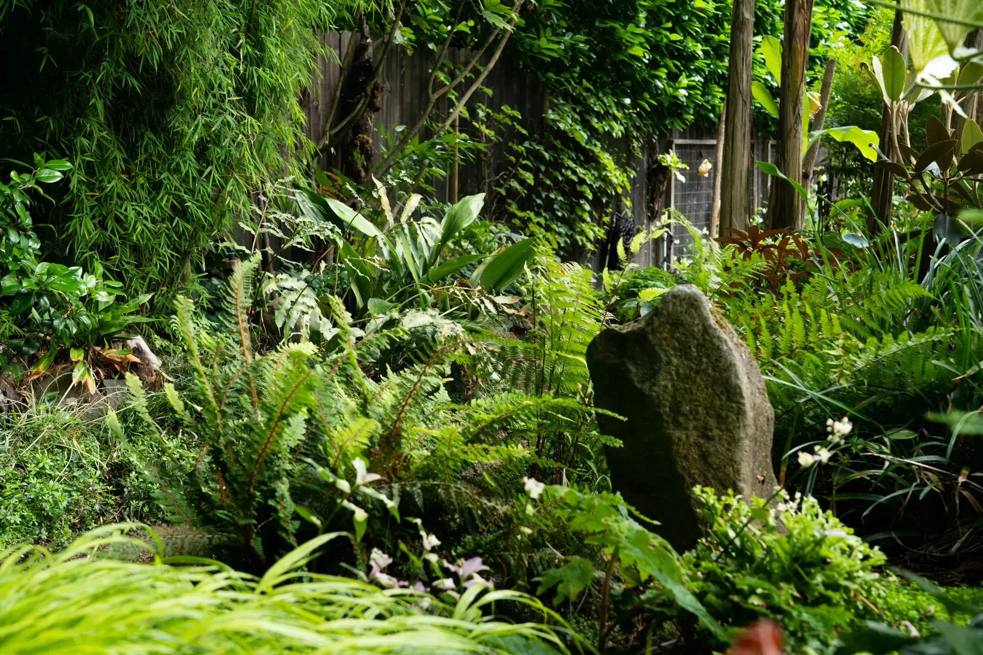 Lush, green garden scene with diverse foliage, including ferns and bamboo. A large, moss-covered stone is prominent.