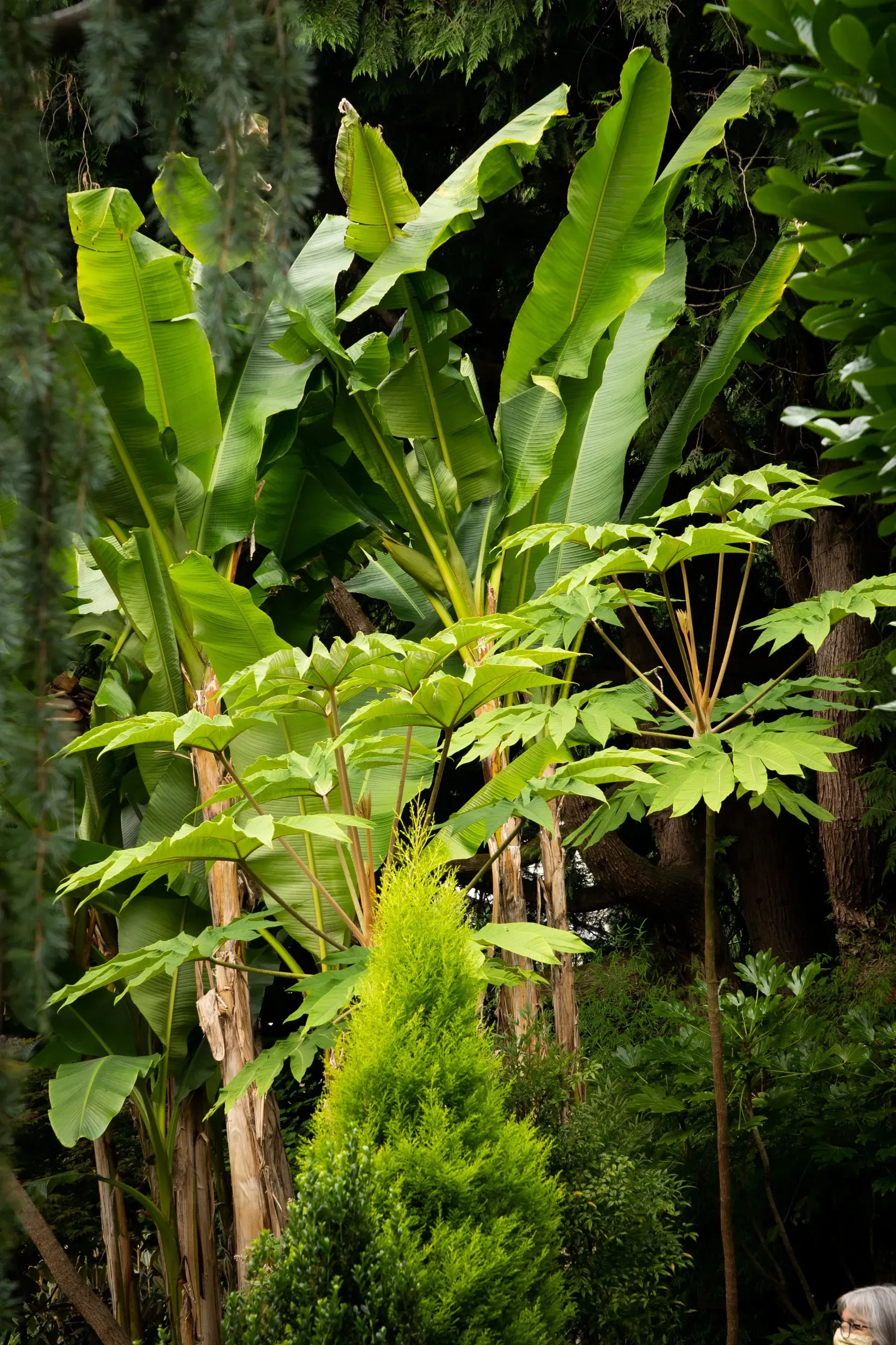 Lush greenery featuring tall, leafy banana plants.