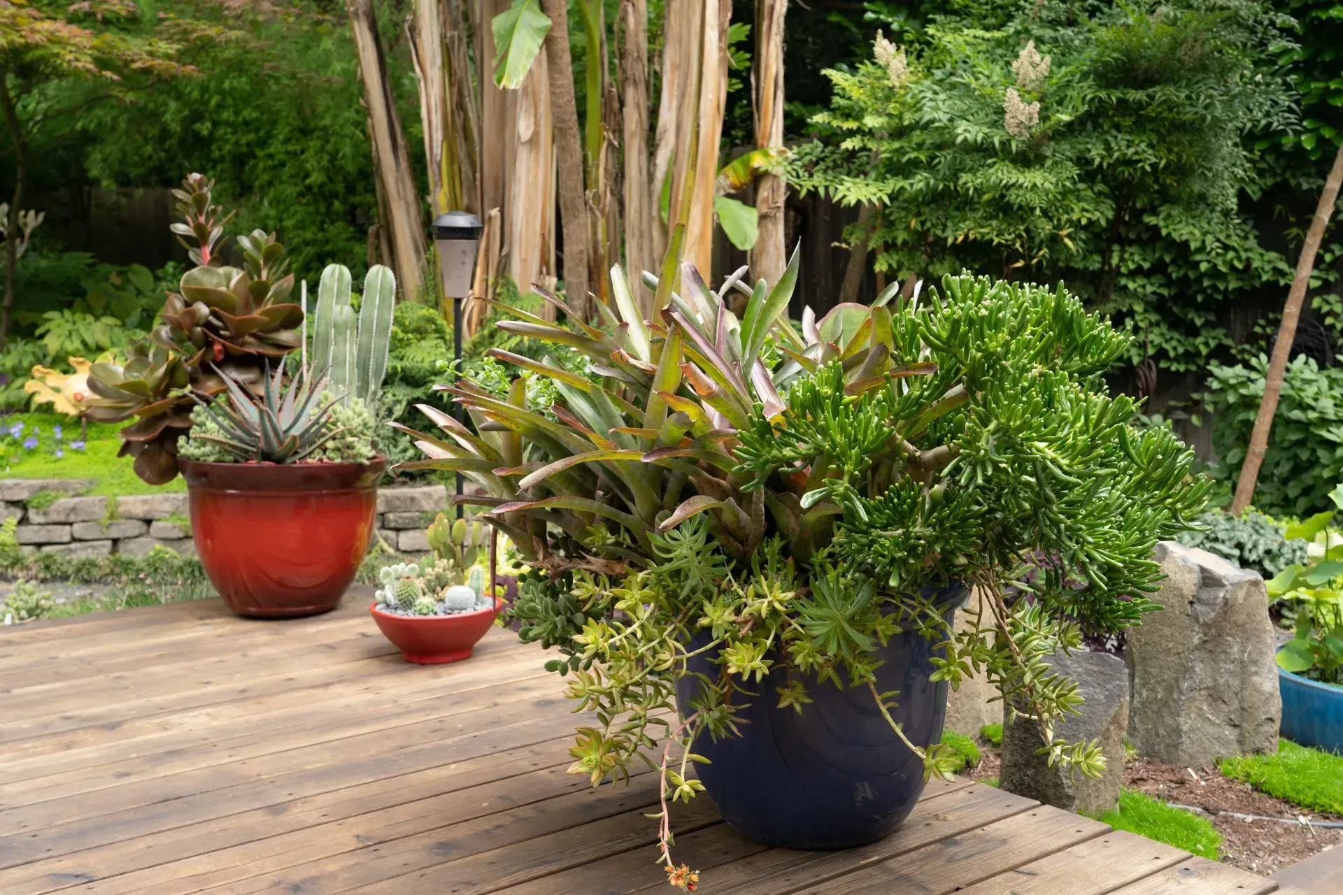 Potted succulents and other plants on a wooden deck, including a tall banana stalk.