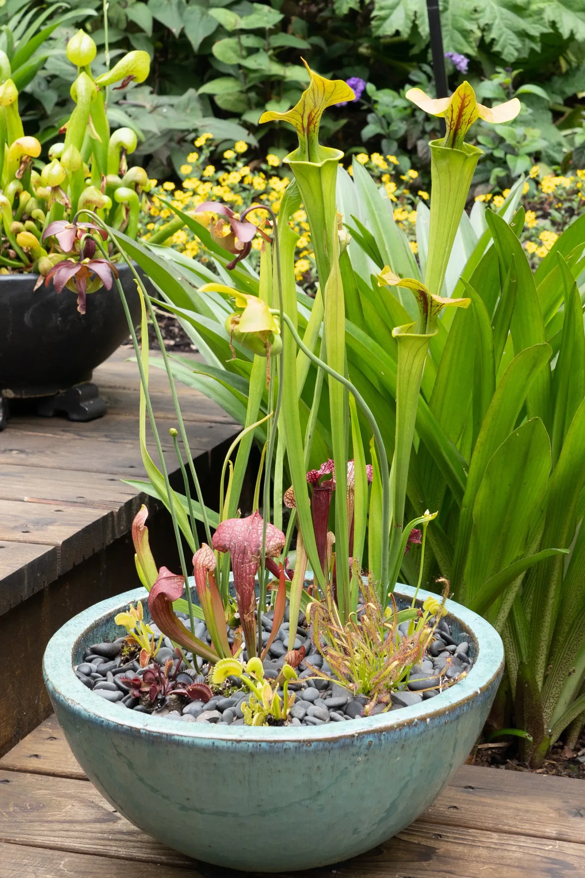 A teal ceramic planter filled with various carnivorous plants, including pitcher plants, set on a wooden surface in a garden.