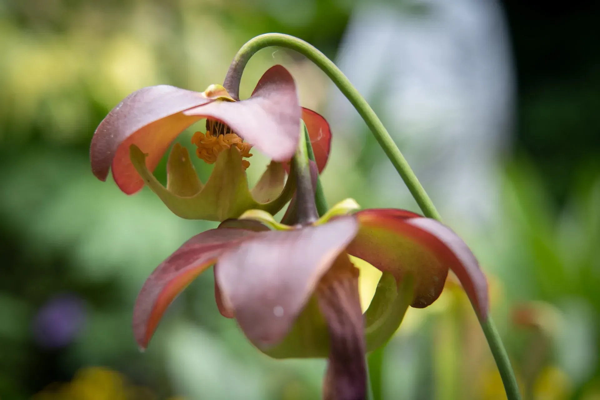 Two pitcher plant flowers with reddish-purple petals and green stems, in a blurred outdoor setting.