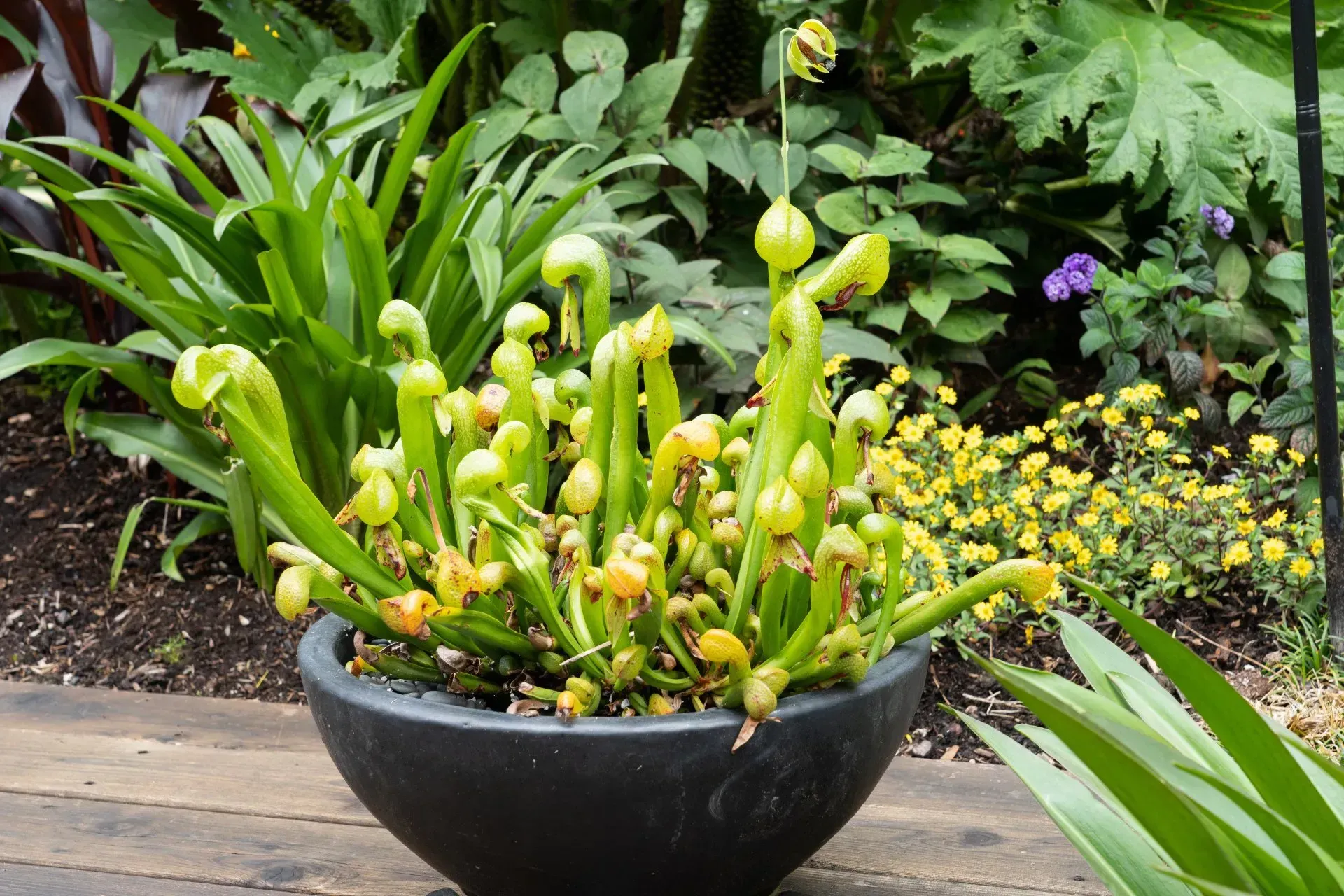 Pitcher plants in a dark pot with vibrant green and yellow colors.