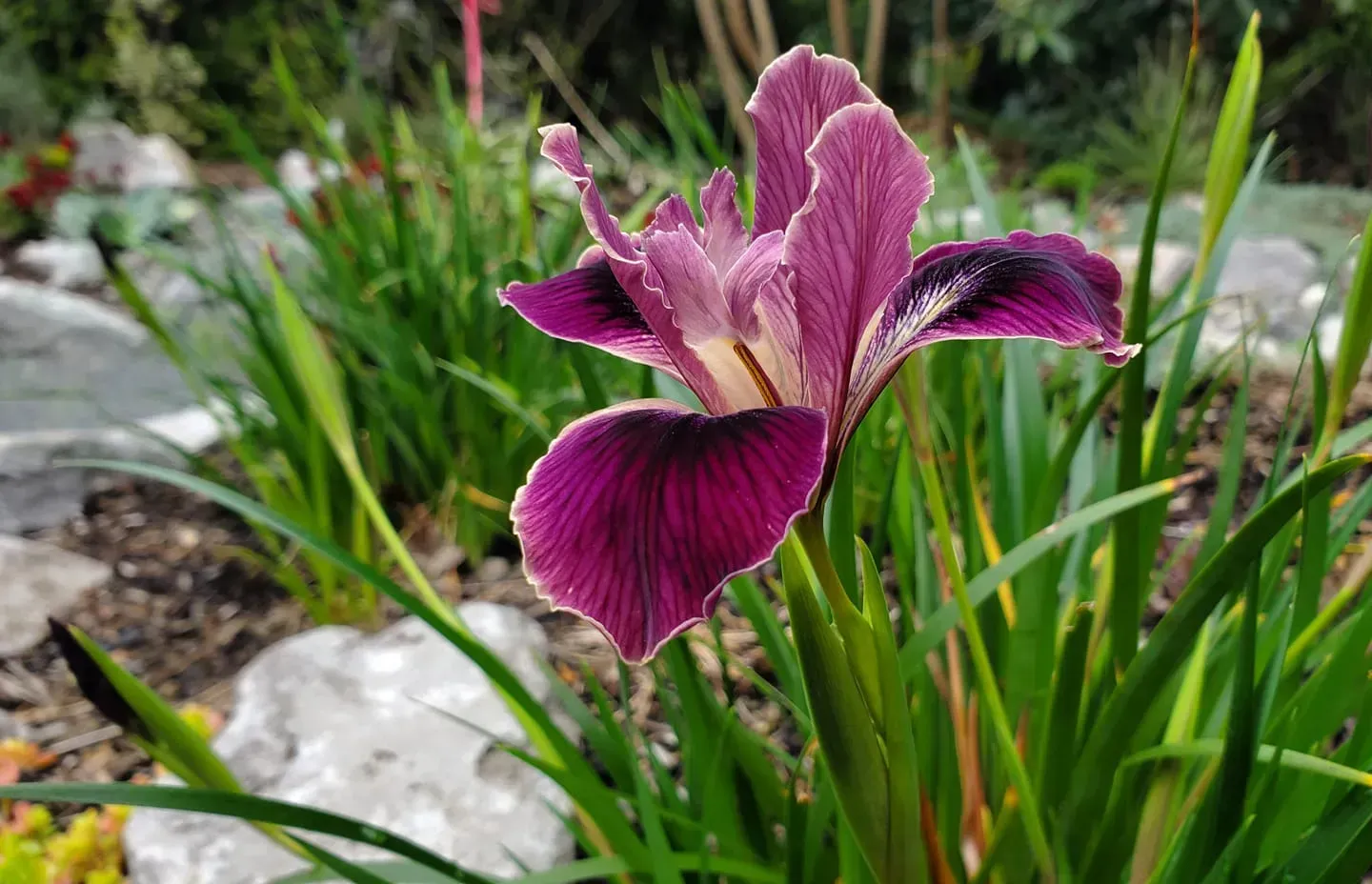 Purple and white iris flower blooming in a garden setting, with green foliage and stones in the background.