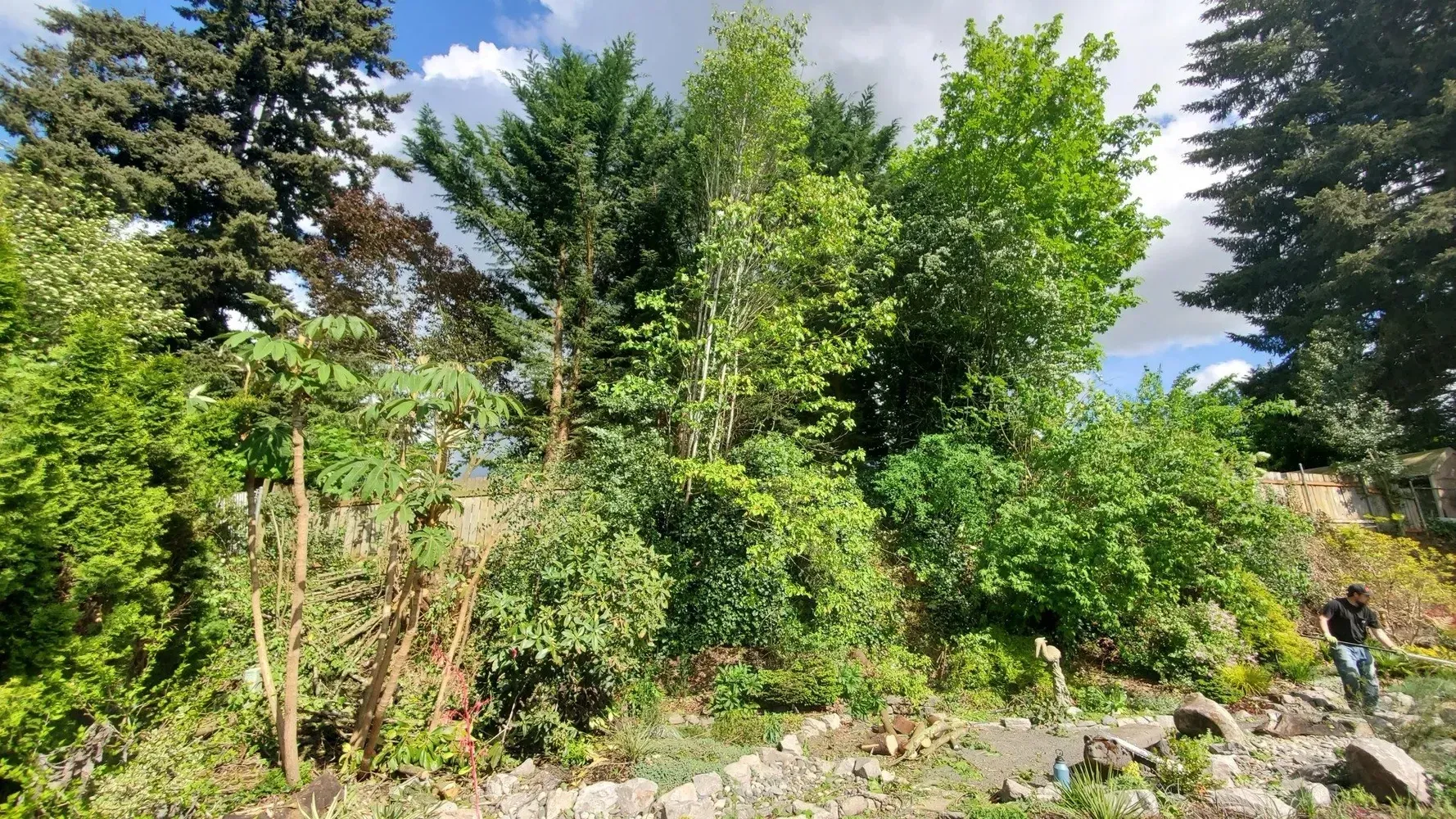 A person stands in a garden with overgrown shrubs and trees. The sky is blue with clouds.