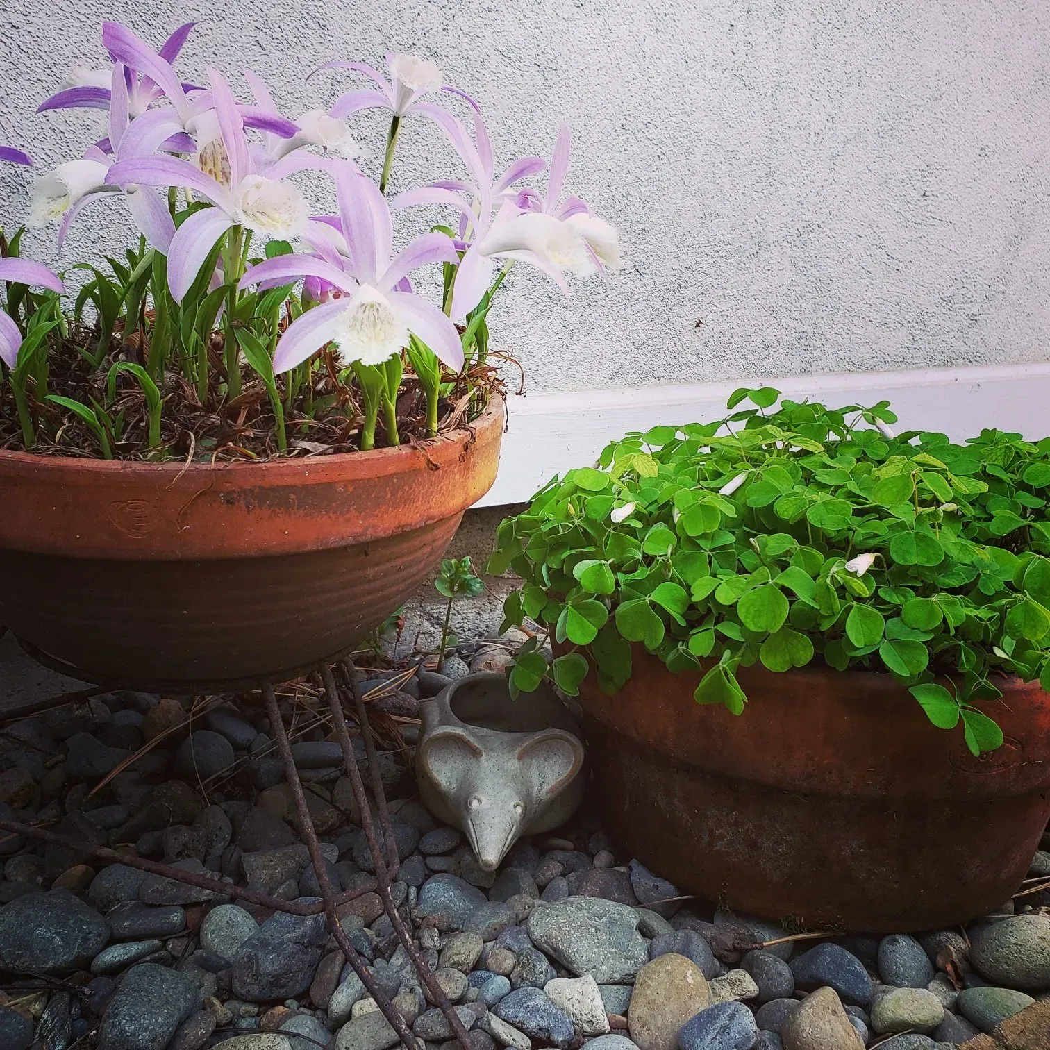 Potted purple and white orchids on a wire stand next to a pot of green plants. A small stone mouse sits in the gravel.