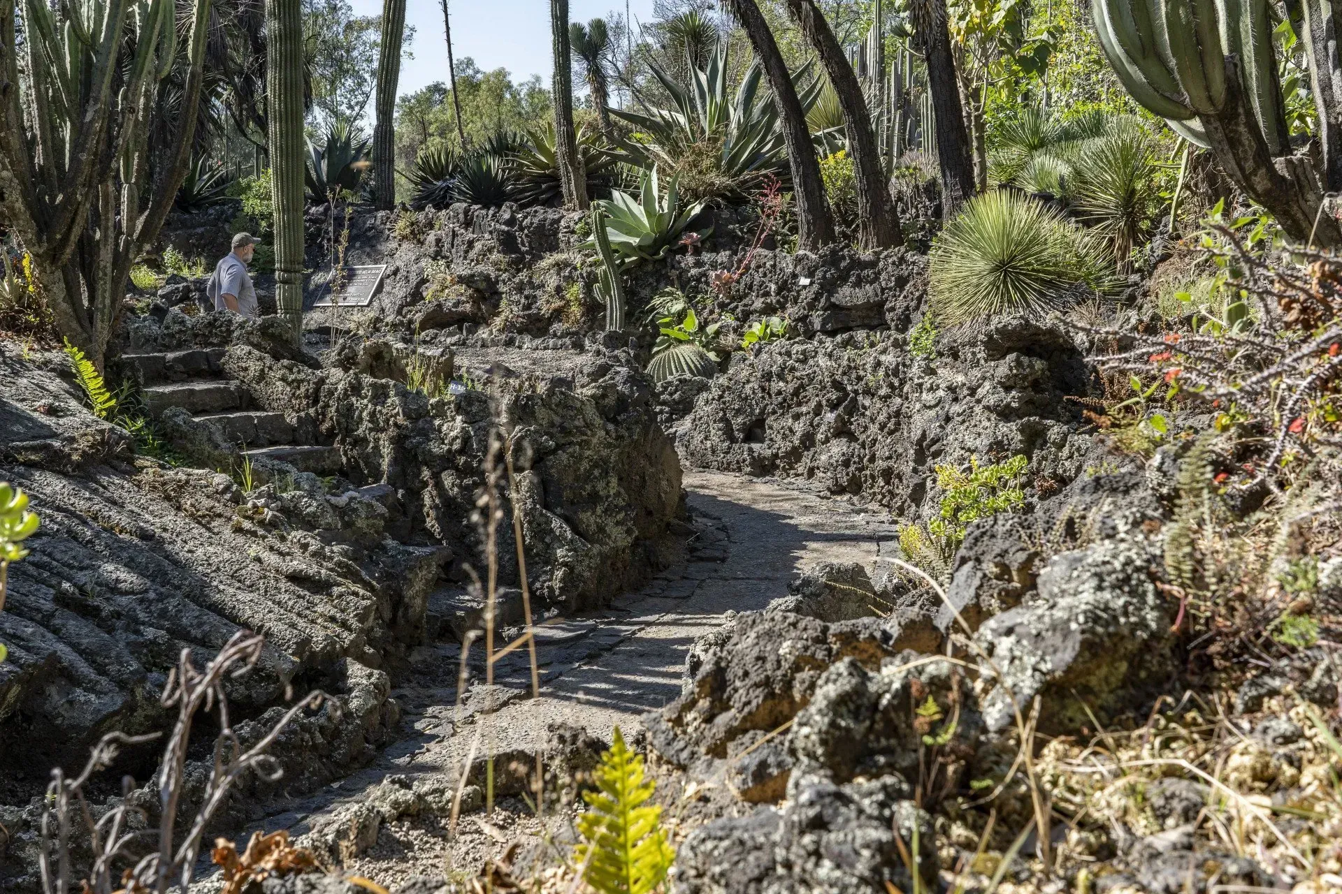 A stone path winds through a rugged landscape with cacti and a person walking up stone steps.
