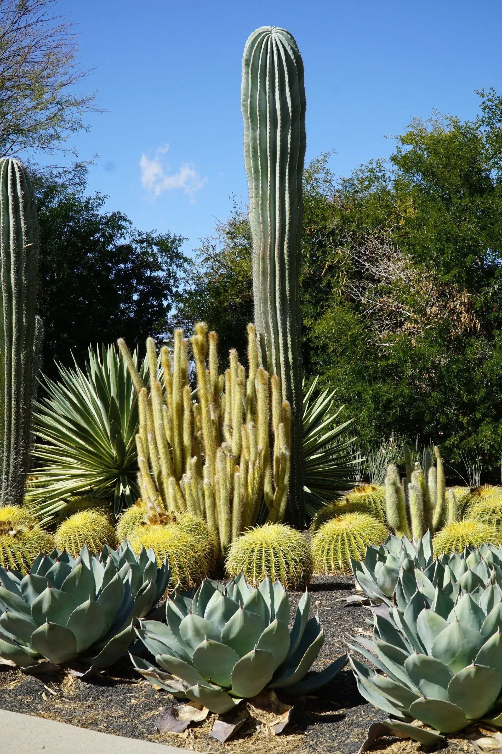 Desert garden with various cacti and agave plants under a bright blue sky.