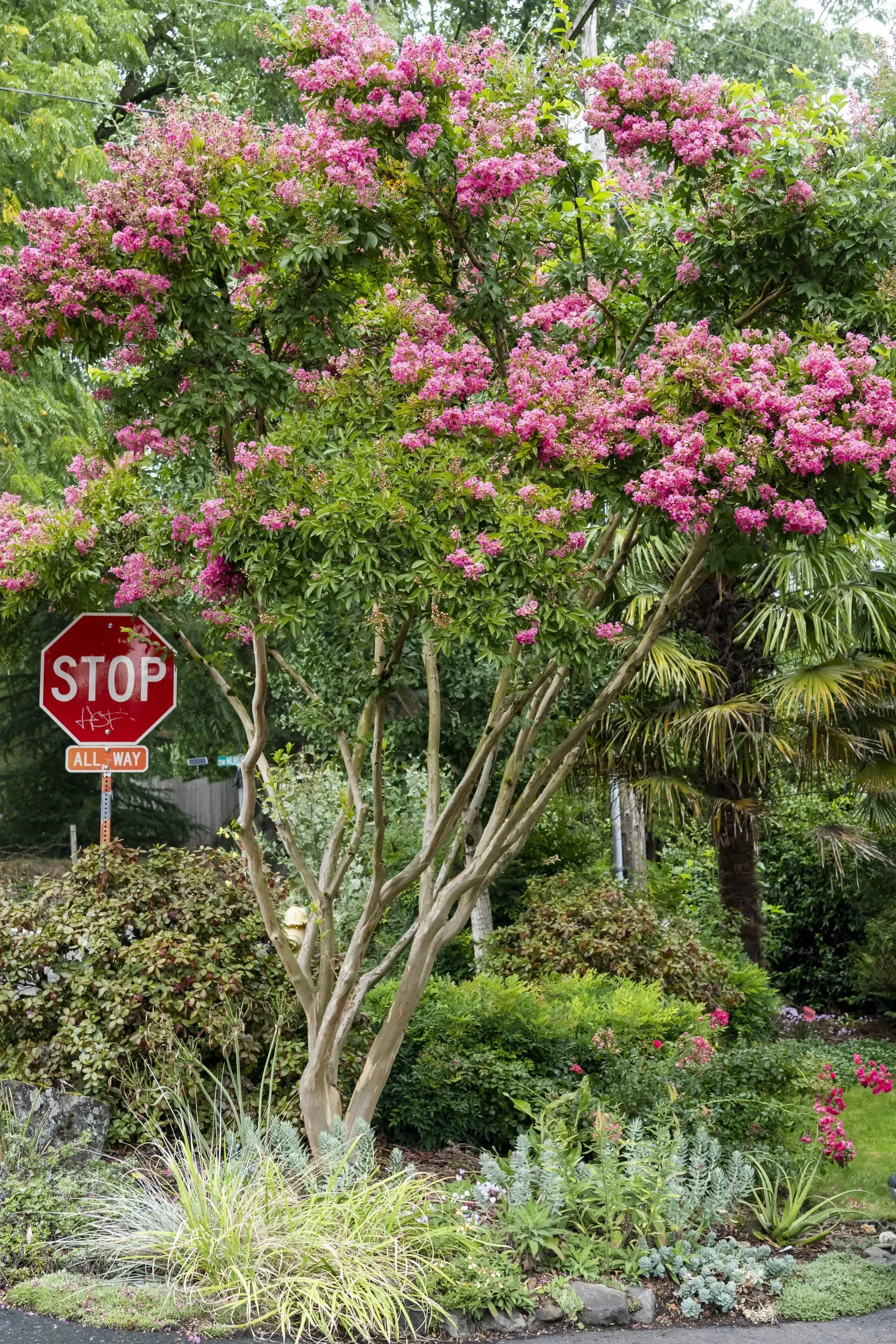 Pink flowering crepe myrtle tree next to a stop sign on a residential street with various shrubs.