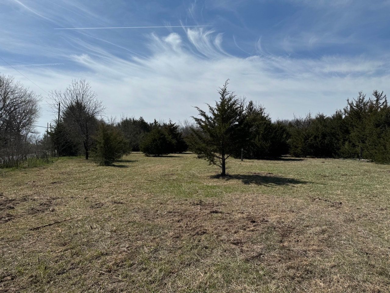 A field filled with trees and grass on a sunny day.