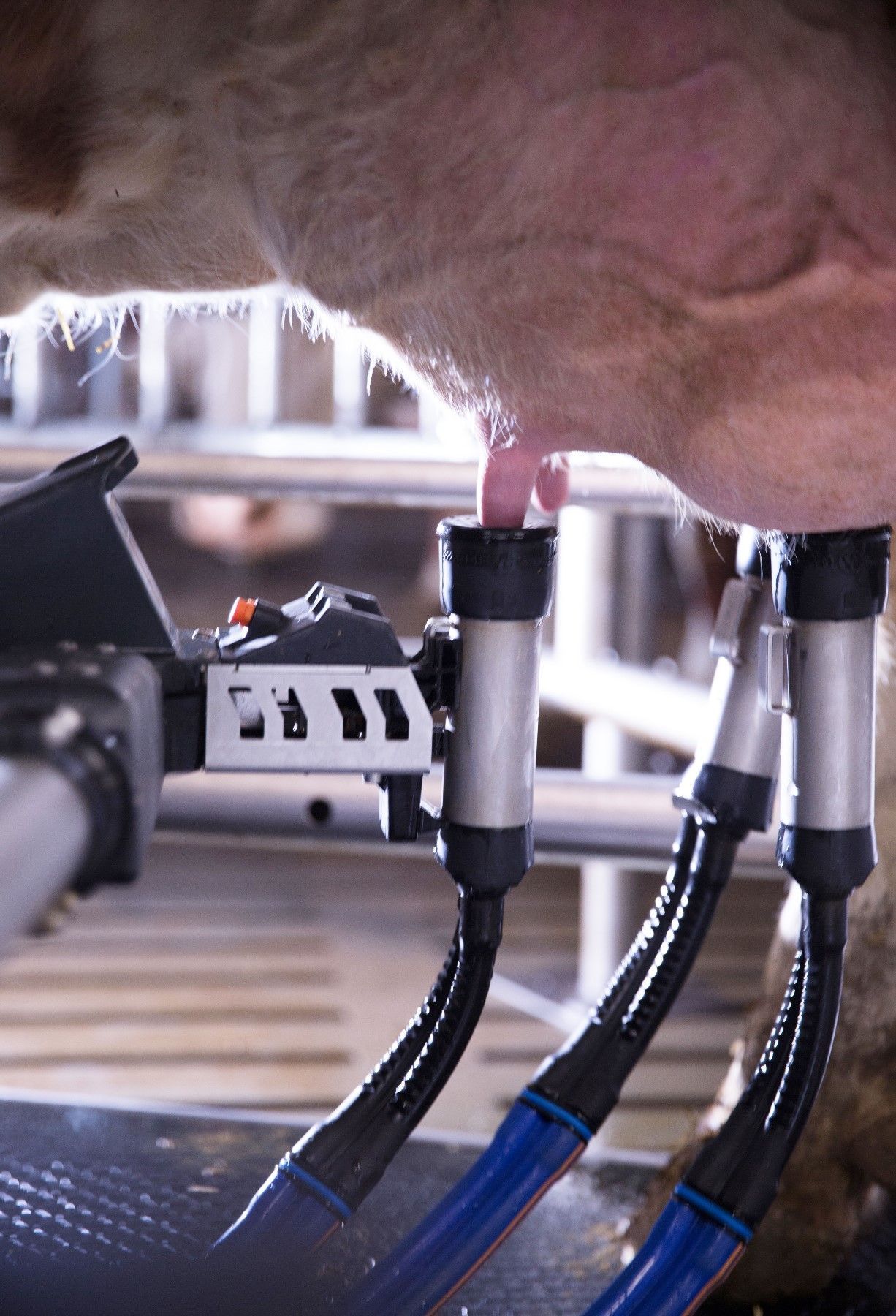 A cow is being milked by a machine with the number 11 on it