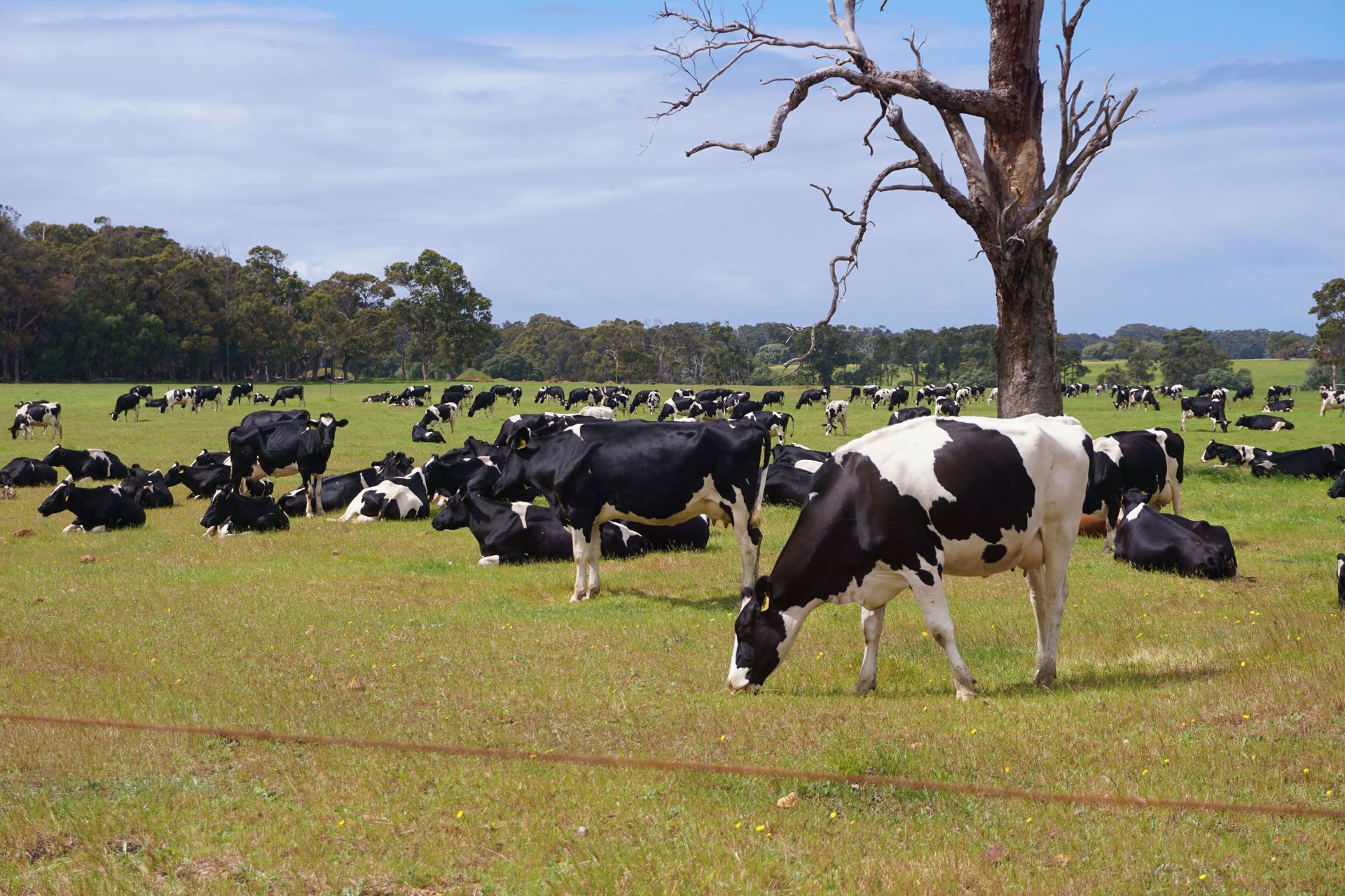 Black and white dairy cows graze in an Australian grass paddock.