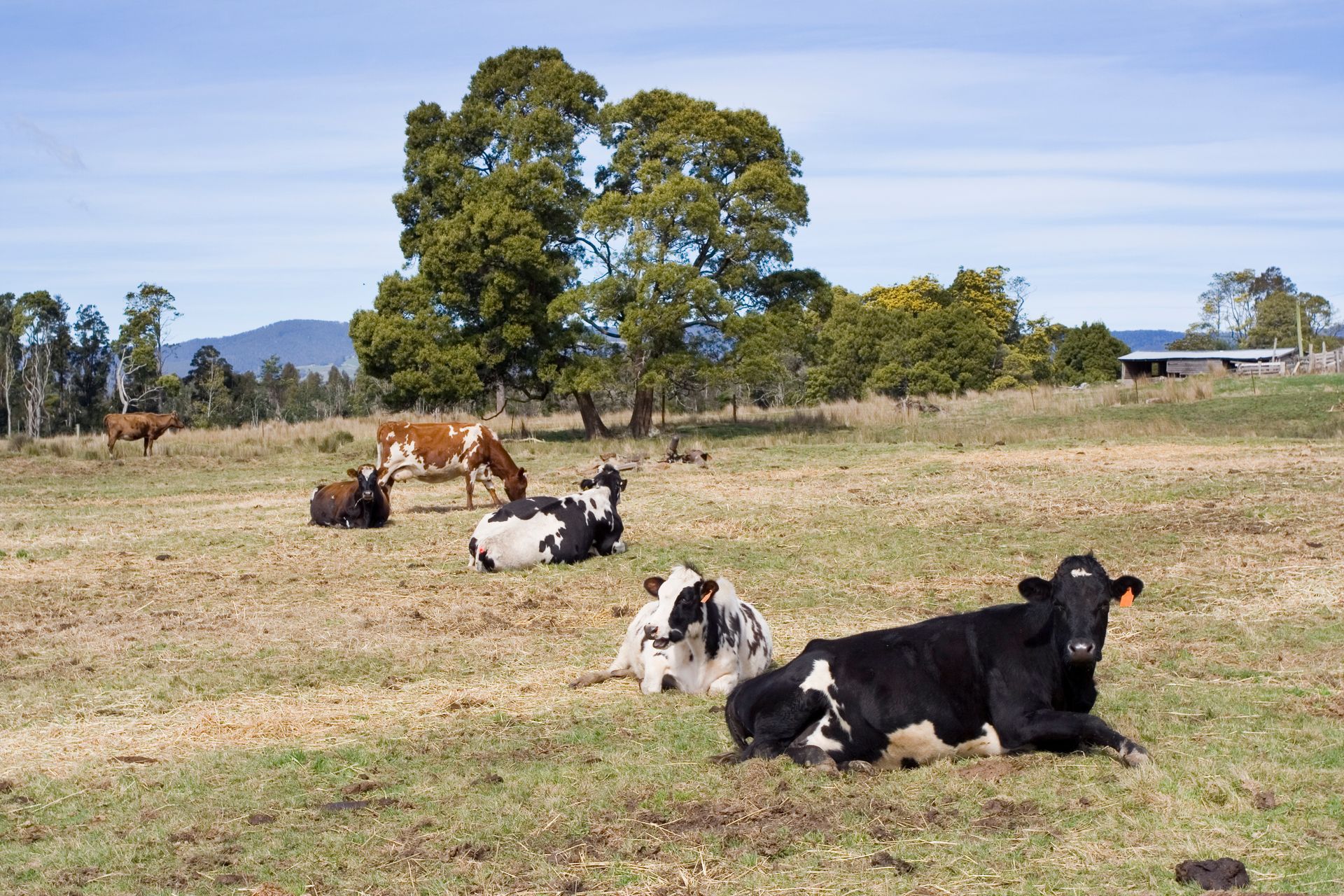 A herd of cows are laying down in a field