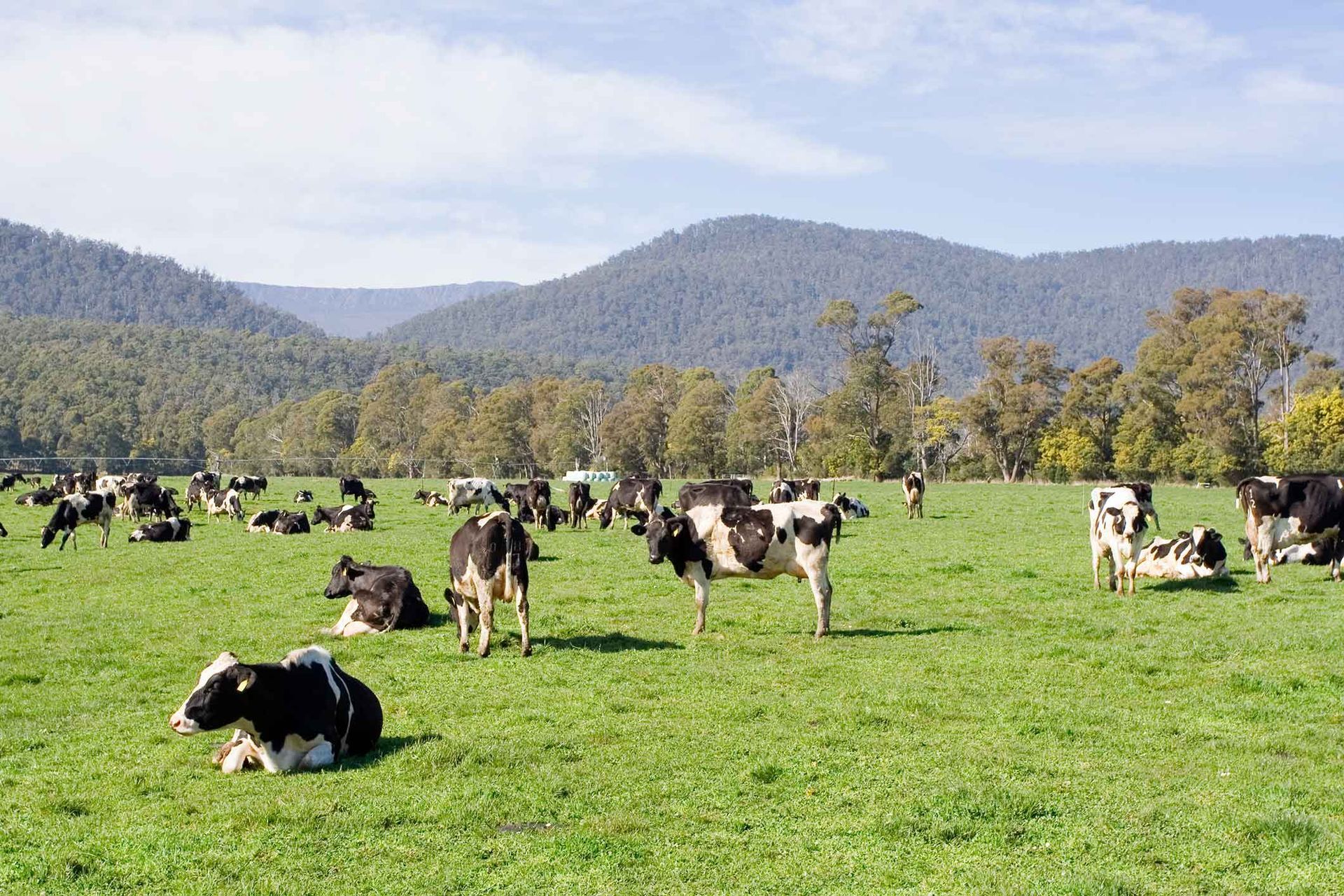 A herd of cows are grazing in a grassy field with mountains in the background.