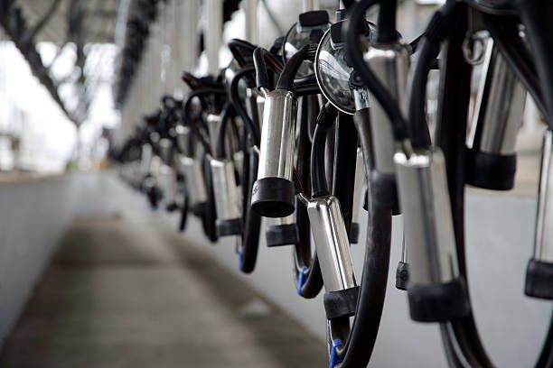 Stainless steel milking machines lined up in a dairy parlor for cow milk extraction.