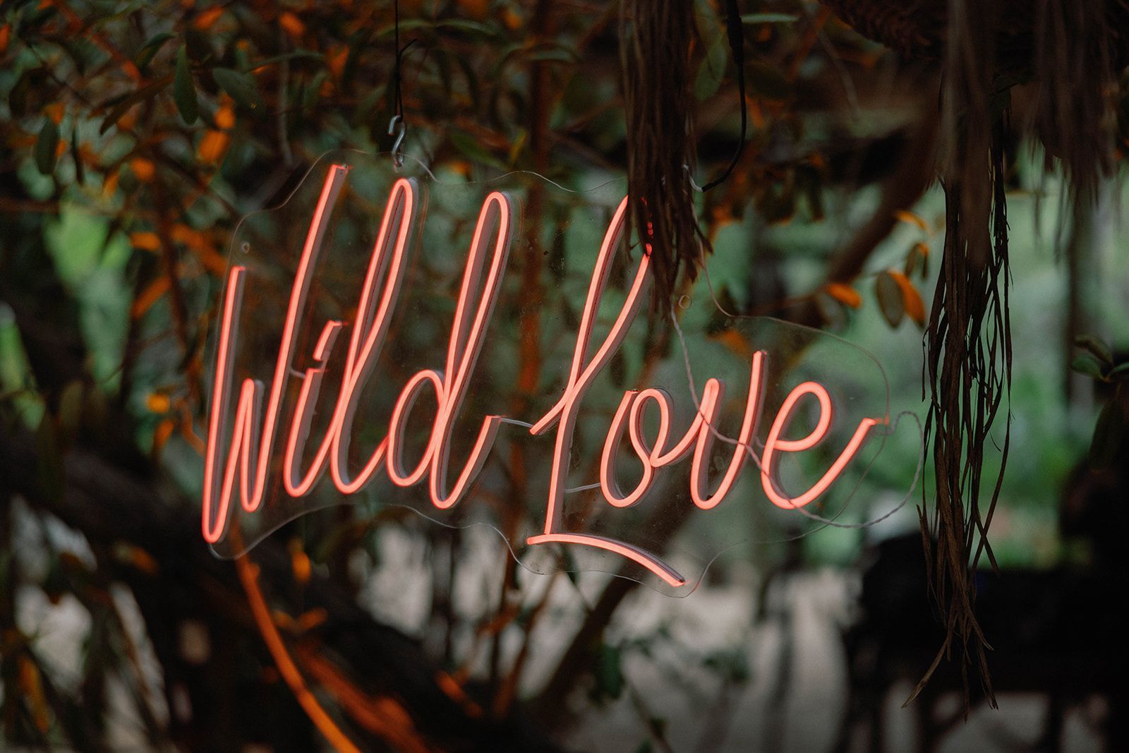 A neon sign that says `` wild love '' is hanging from a tree.